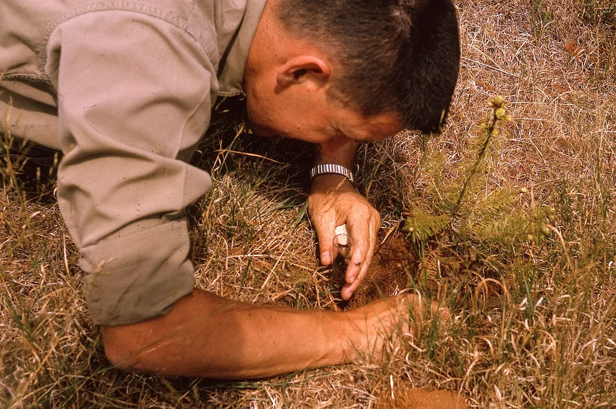 Root Weevil: The Night Shift Pest in Every Western Washington Garden