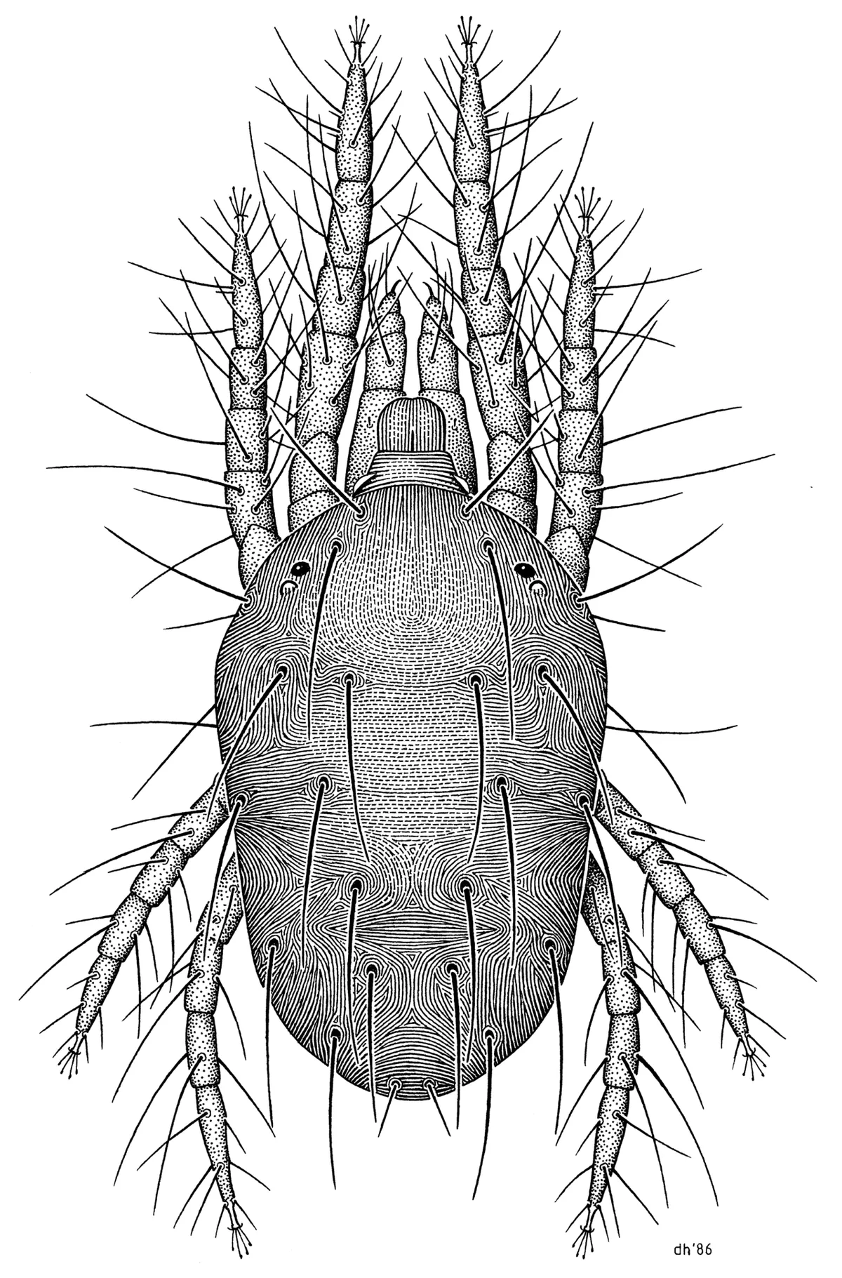 Spider Mites: The Pest That Thrives When Your Plants Are Already Stressed