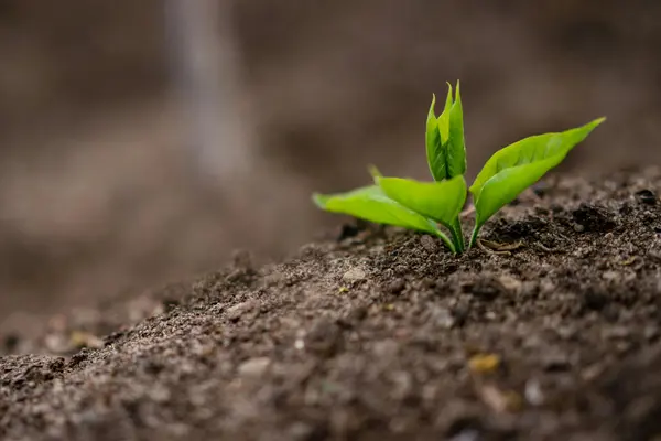Spring Vegetable Pest and Disease Prevention: Diagnosing What Is Killing Your Seedlings