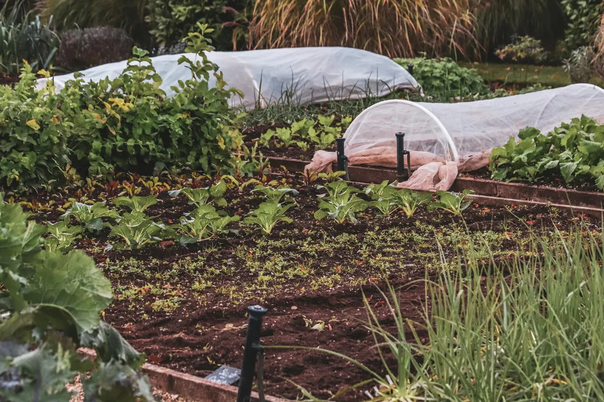 Spring Vegetable Planting by Soil Temperature