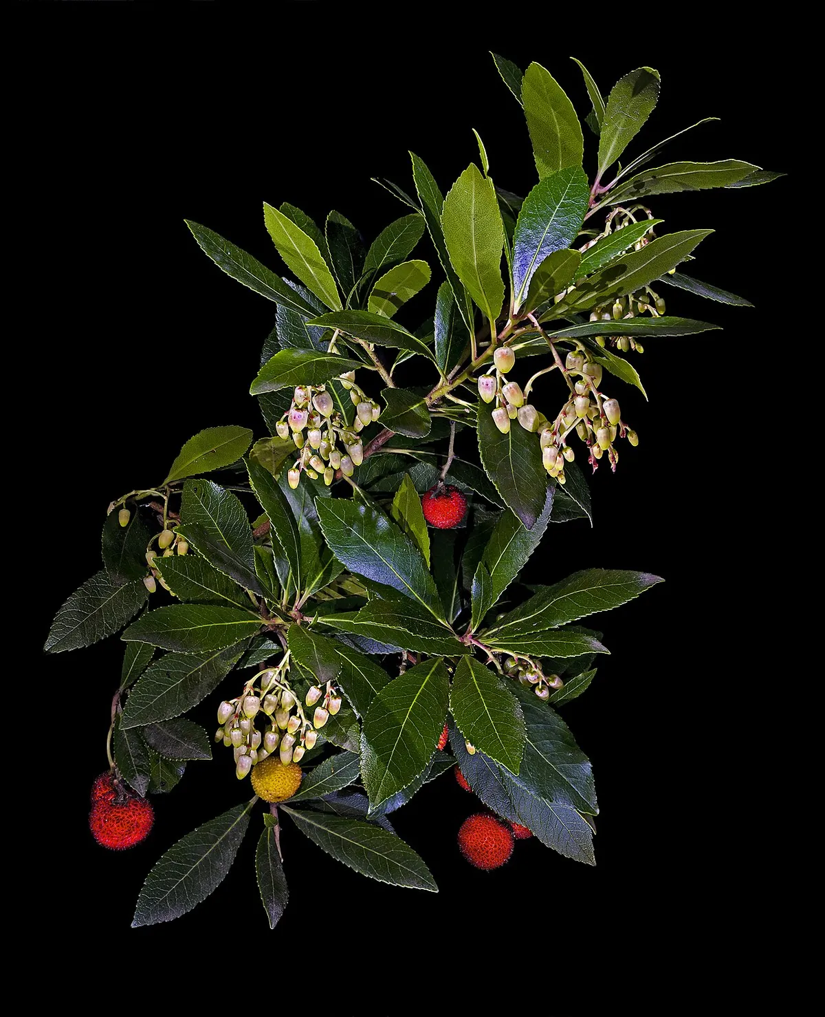 Strawberry Tree (Arbutus unedo)