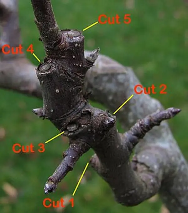 Structural Pruning: The First Five Years That Define the Next Fifty