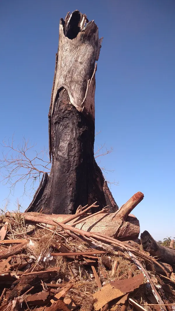 Topping: The Harmful Pruning Practice That Persists