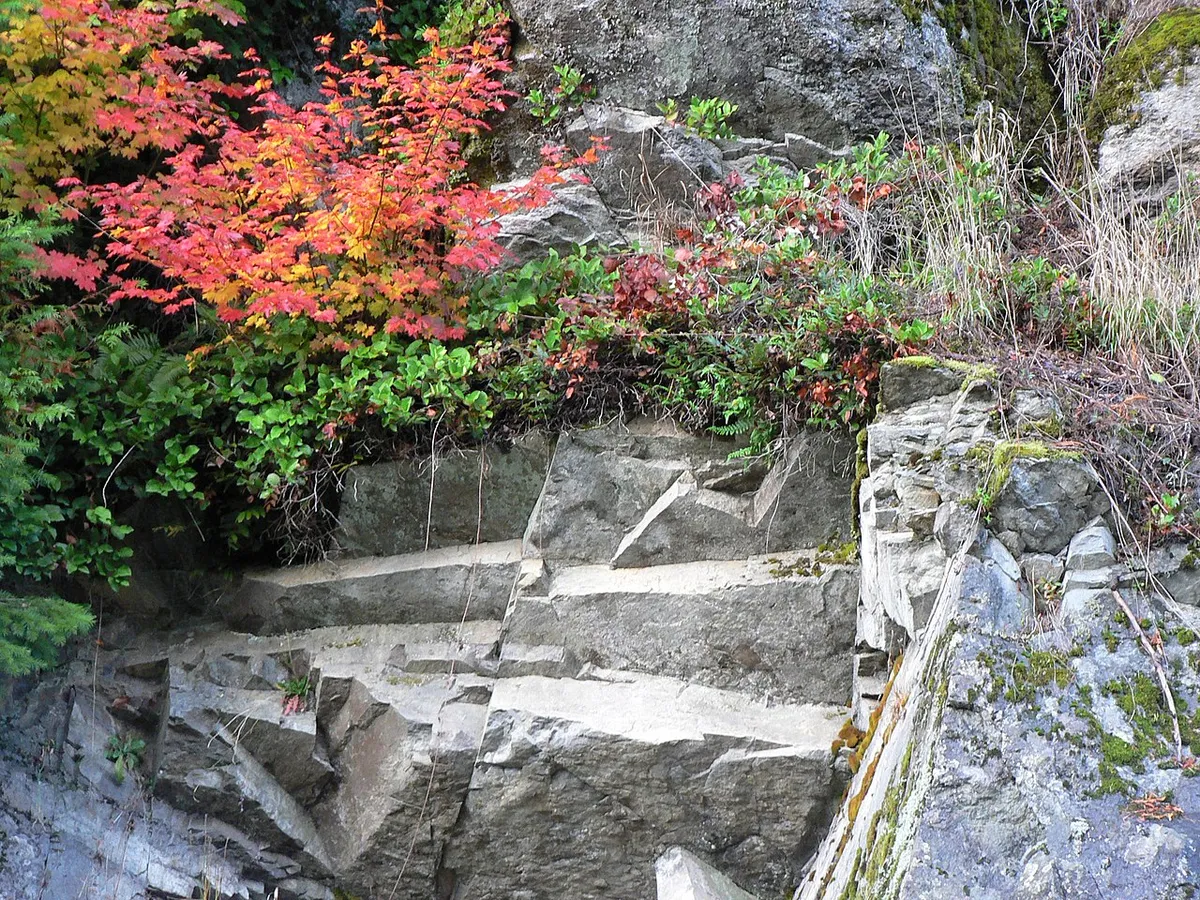 Vine Maple (Acer circinatum)