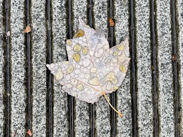 Water and Disease Metrics: Moisture, Evaporation, and What Makes Plants Sick