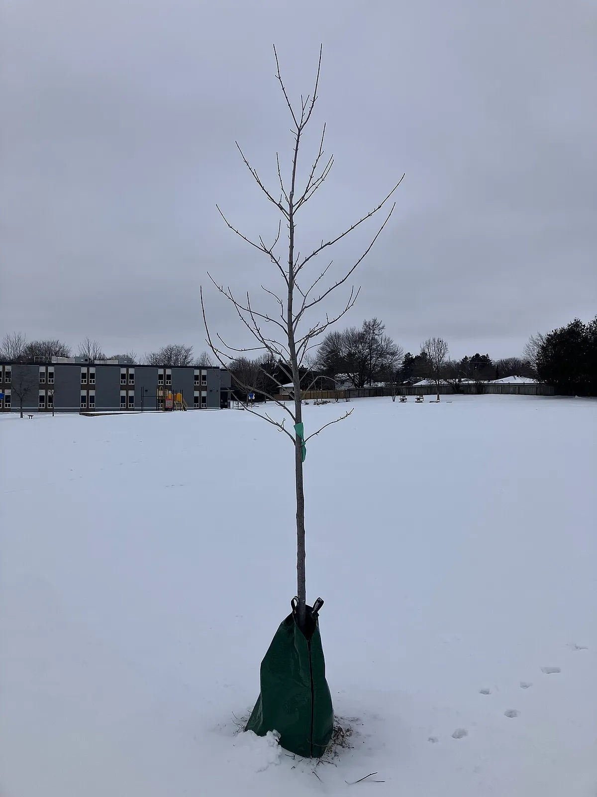Watering New Trees: The First Three Years Are Everything