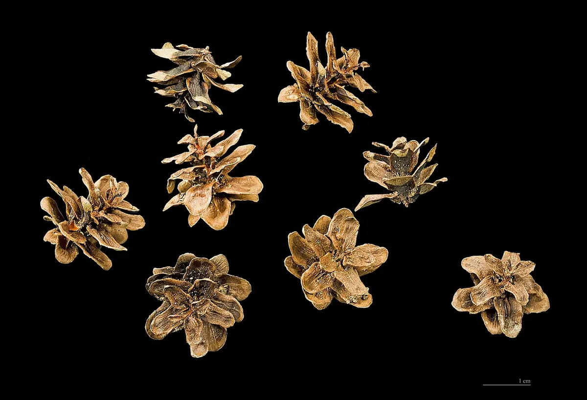 Western Hemlock (Tsuga heterophylla)