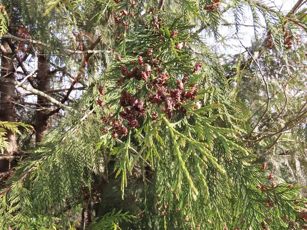 Western Redcedar (Thuja plicata)