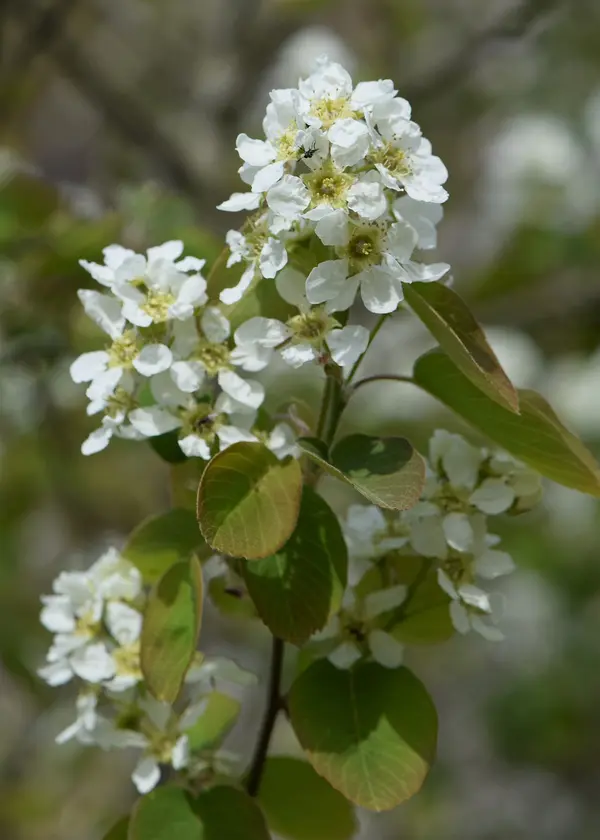 Western Serviceberry (Amelanchier alnifolia)