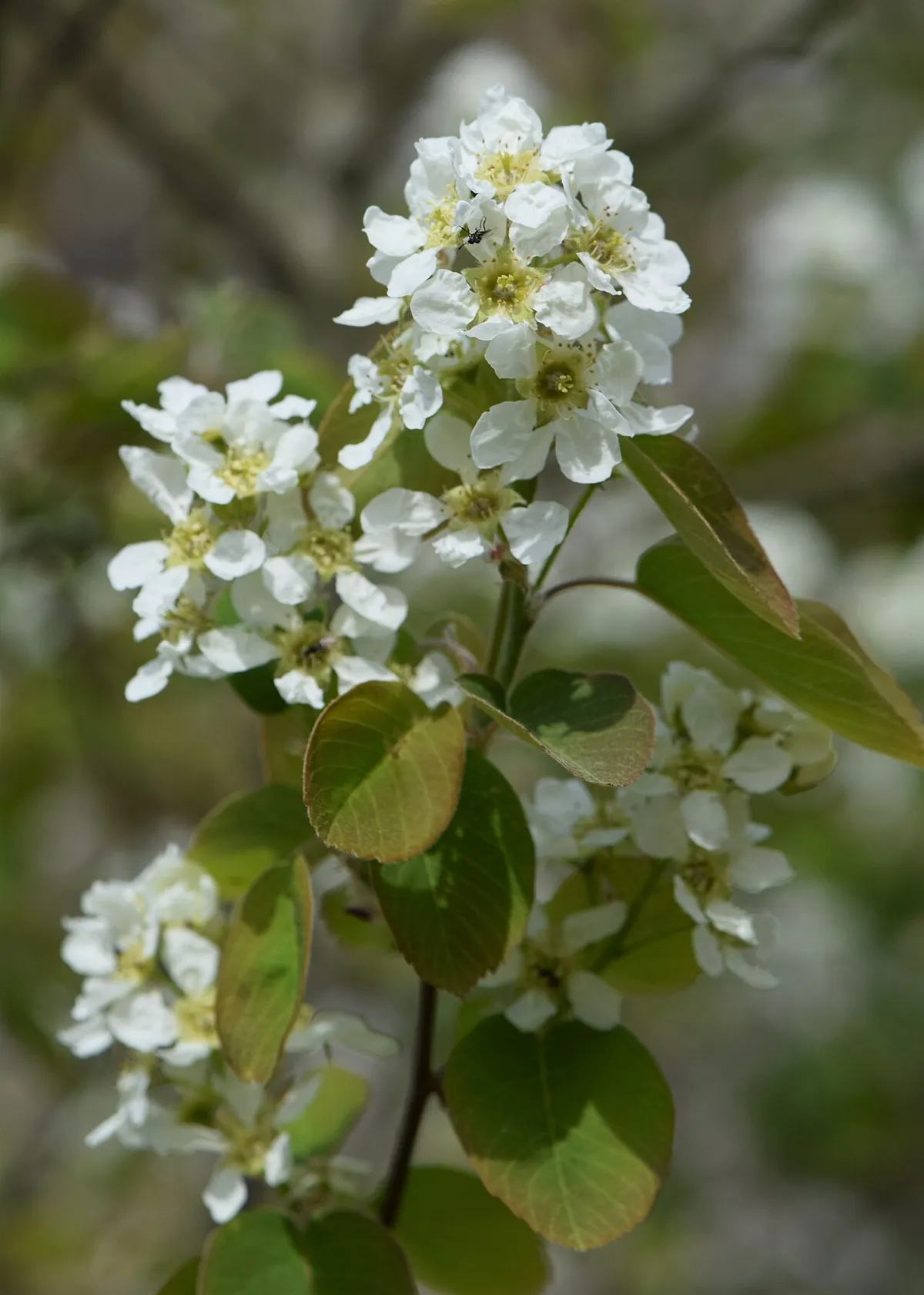 Western Serviceberry (Amelanchier alnifolia)