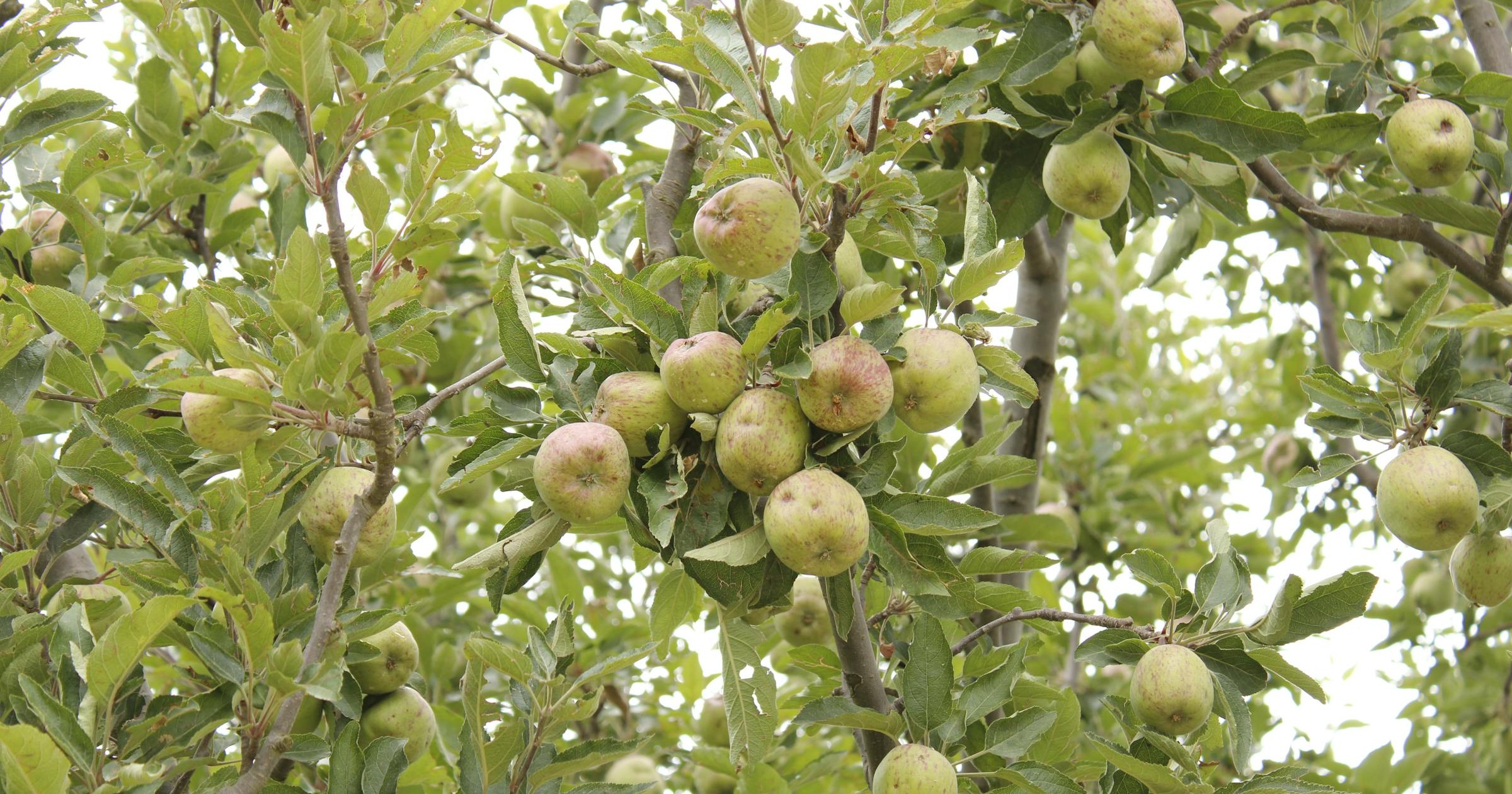 Apple Scab: The Disease You Can Plan Against