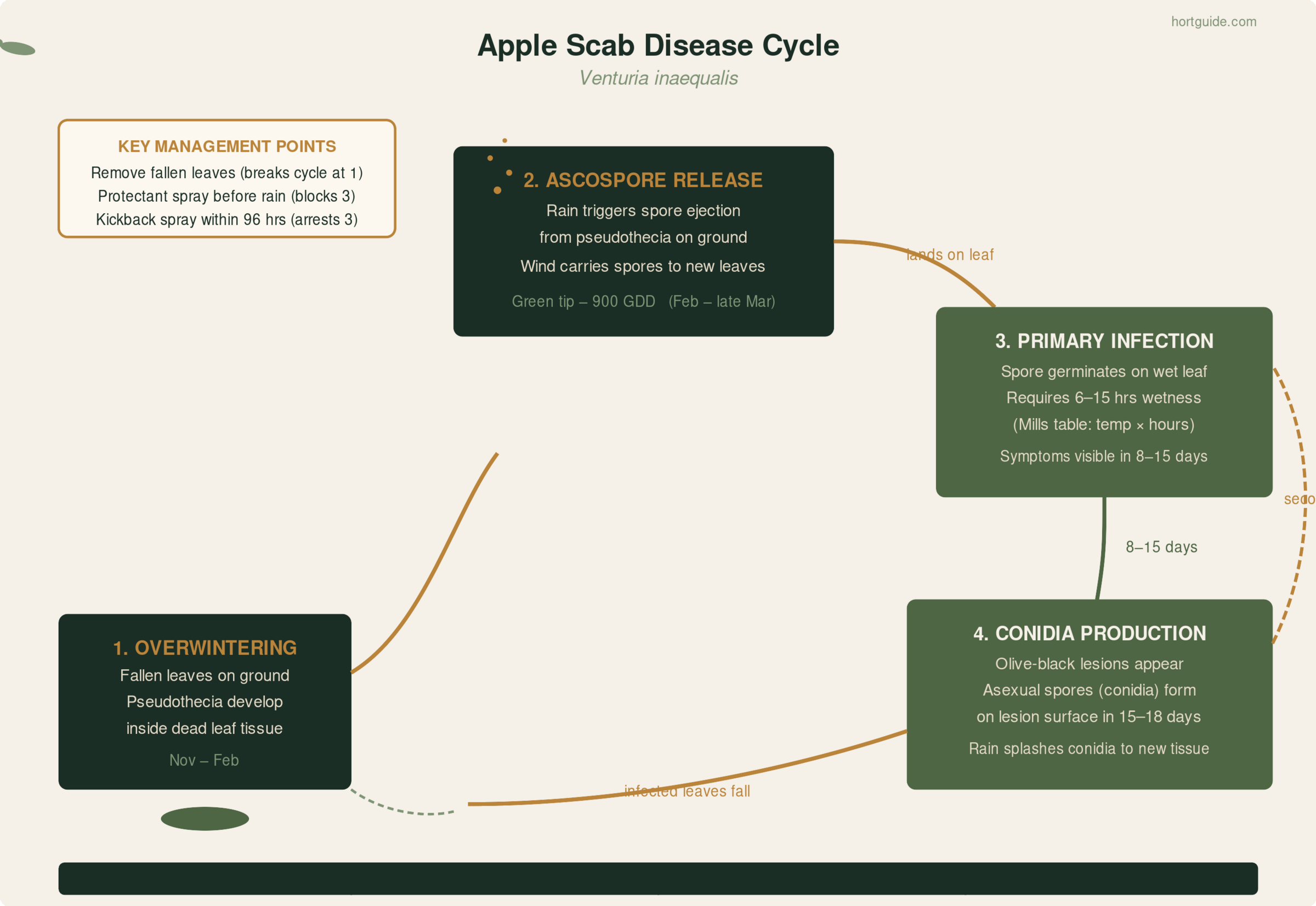 Apple scab annual disease cycle diagram showing four stages: overwintering in leaf litter, ascospore release in spring rain, primary infection on wet leaves, and conidia production driving secondary cycles