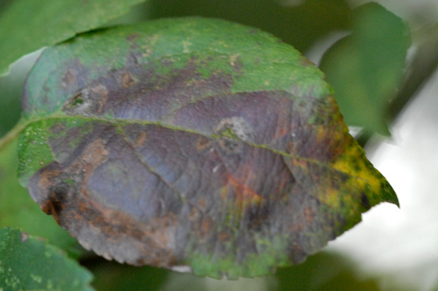 Apple leaf with mature Venturia inaequalis lesions showing olive-black discoloration