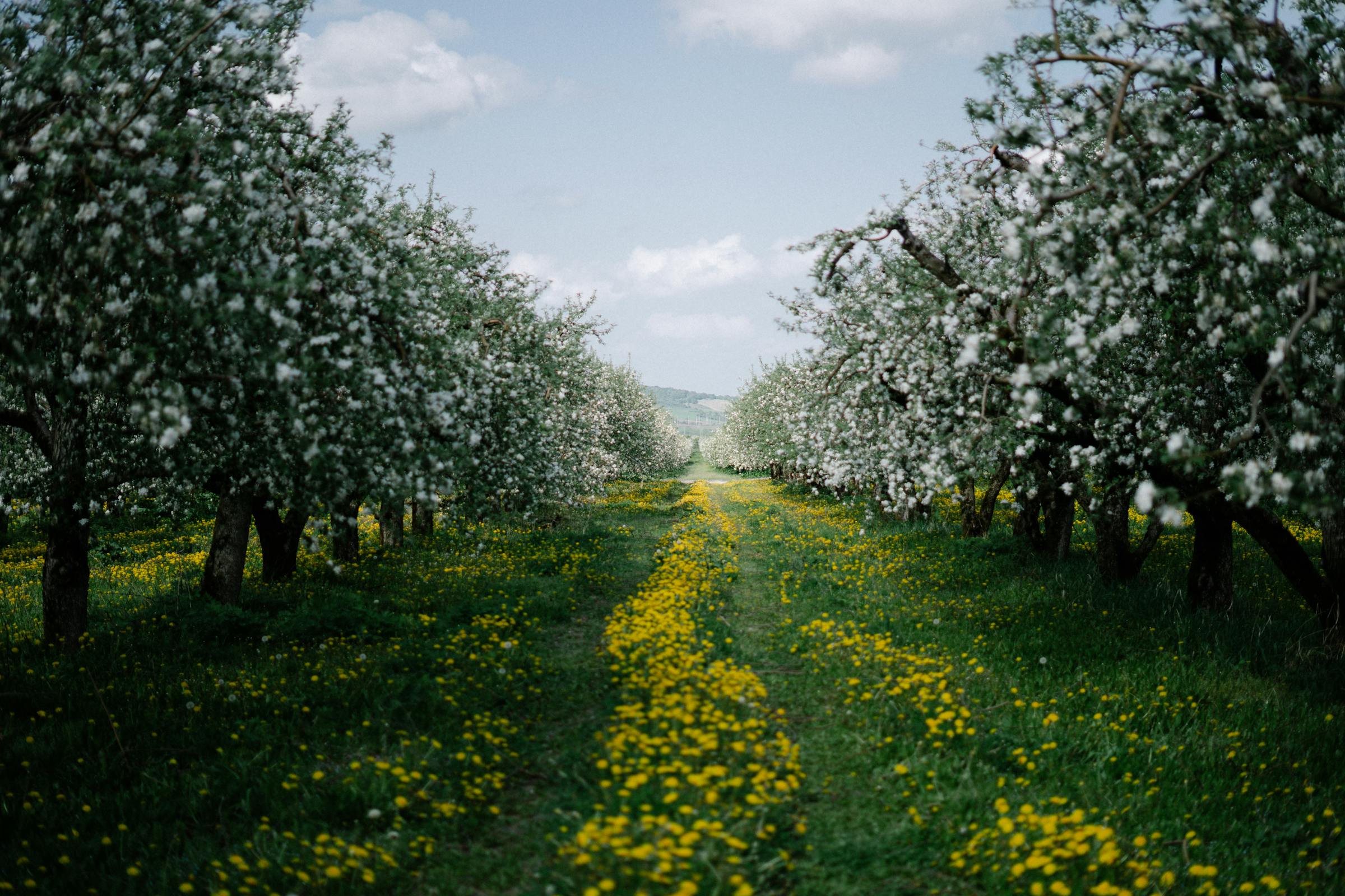 Rows of apple trees blooming with white flowers in a spring orchard