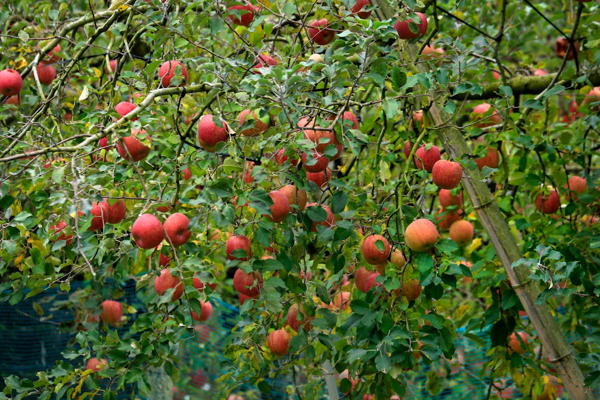 Apple Varieties That Actually Work Here