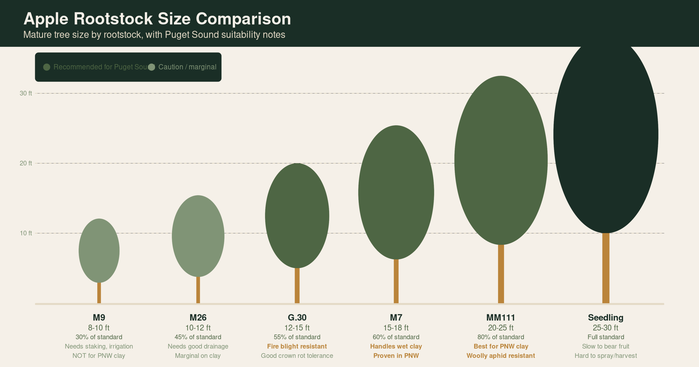 Apple rootstock size comparison diagram showing M9 through seedling standard, with Puget Sound clay soil suitability ratings