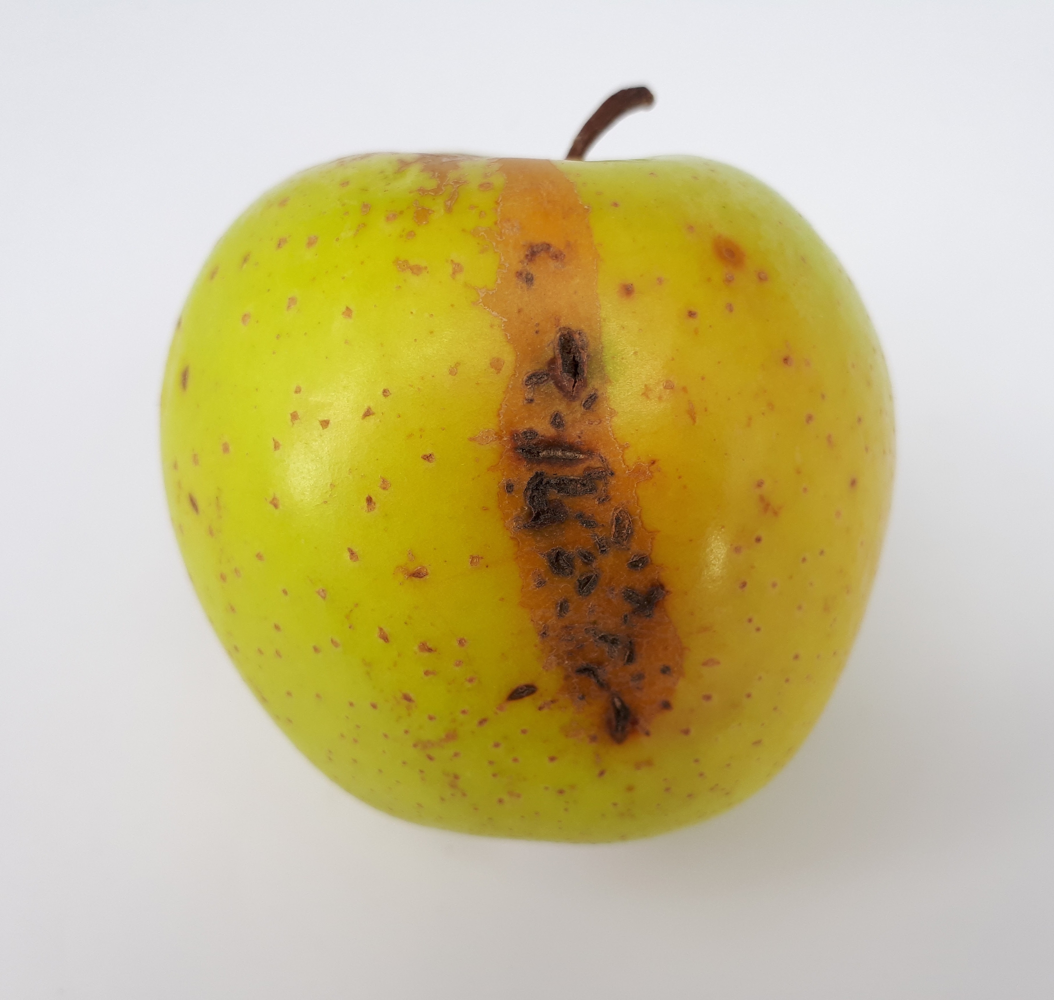 Apple Varieties That Actually Work Here
