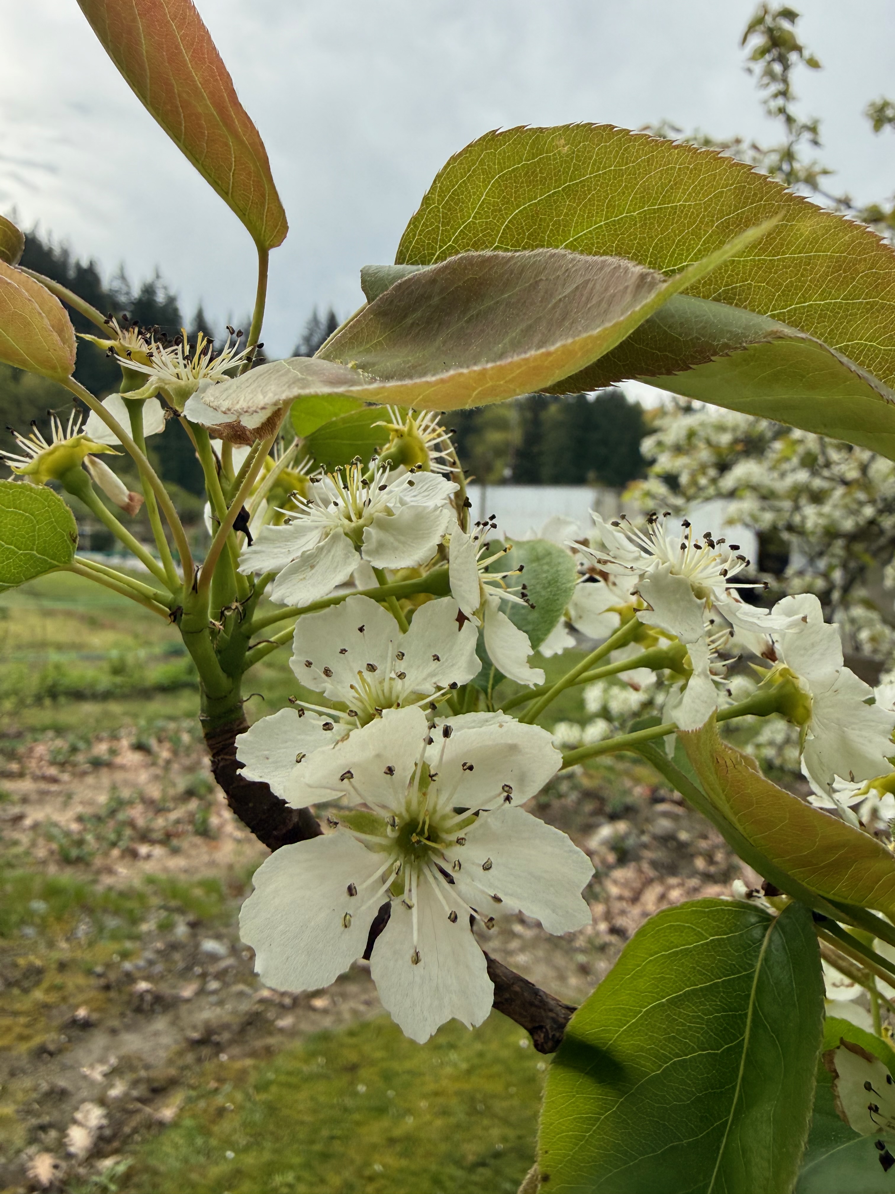 Asian Pears: The Cultivar Choice Maritime Springs Make for You