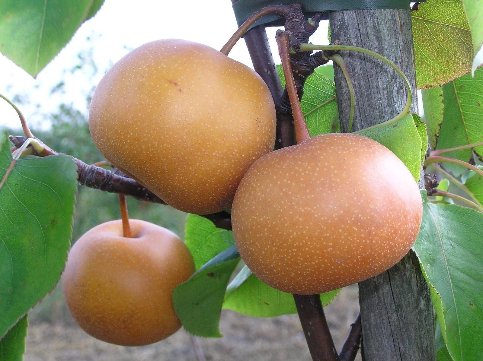 Chojuro Asian pear fruit on tree showing brown russeted skin