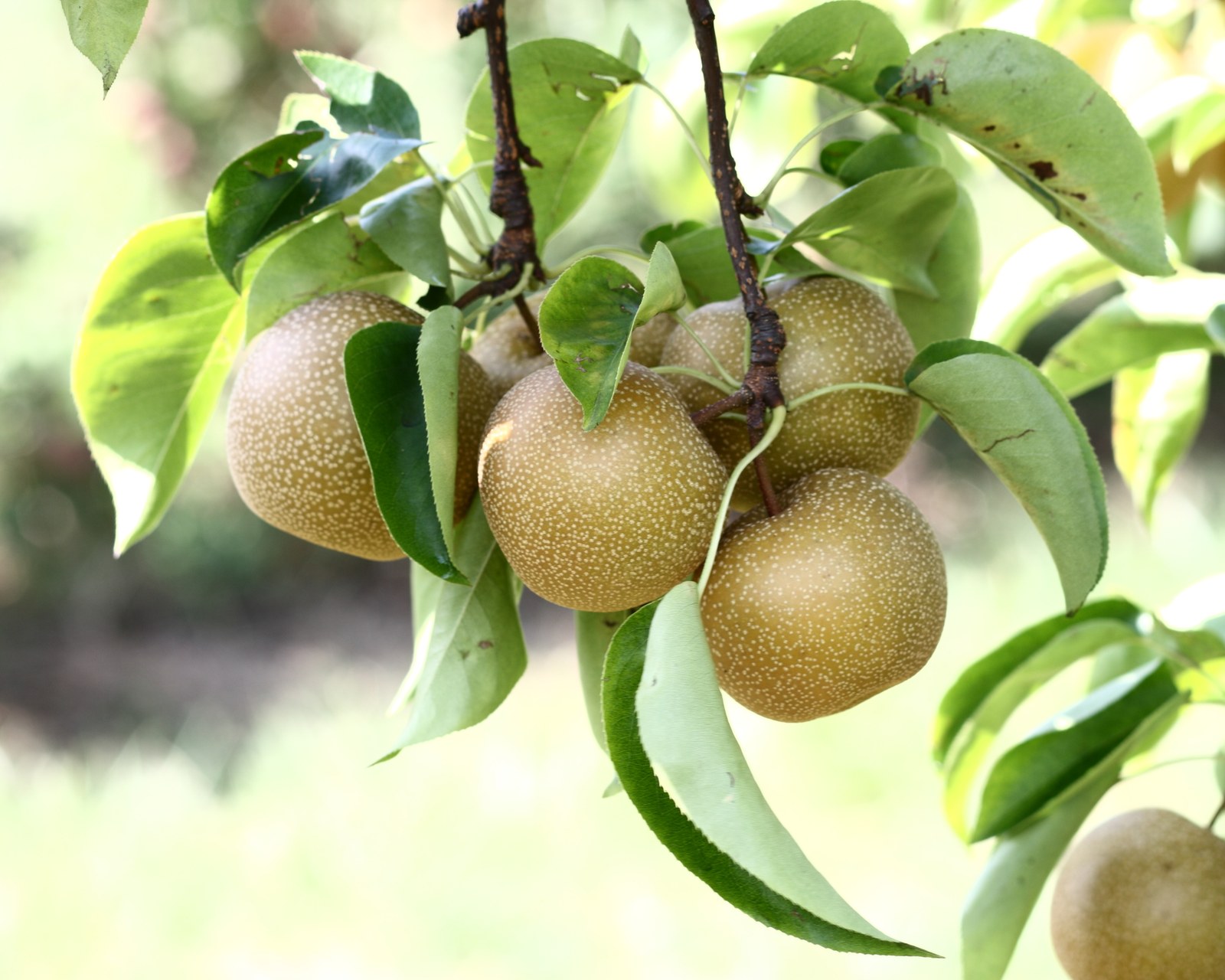 Hosui Asian pears at orchard with butterscotch-tan russeted skin