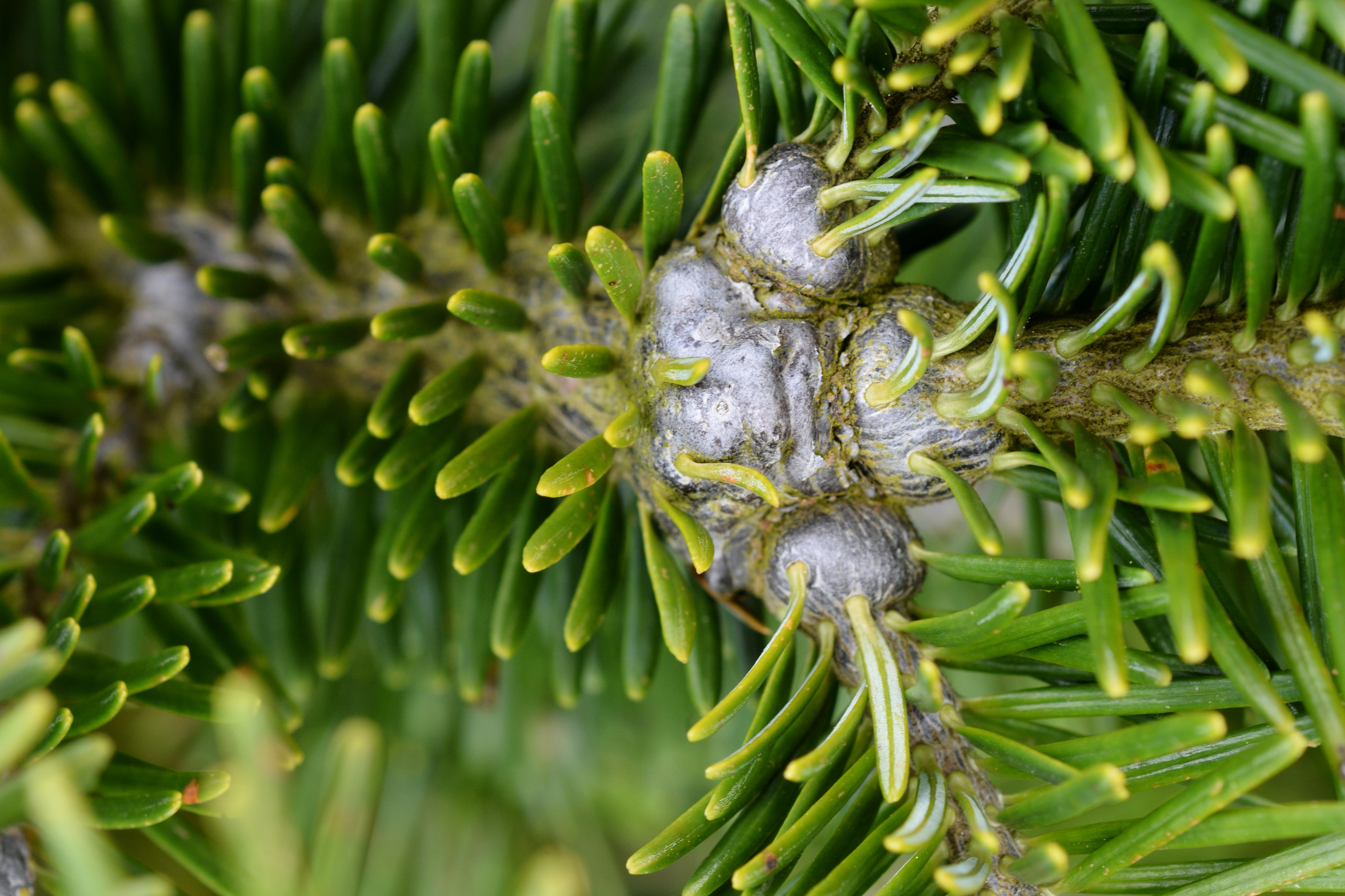 Gouting caused by balsam woolly adelgid feeding at branch nodes on Fraser fir. The swollen, bulbous deformations at the branch joints are diagnostic for this pest.