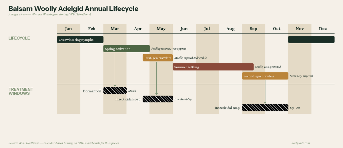 Balsam woolly adelgid annual lifecycle timeline showing five lifecycle stages from overwintering nymphs through second-generation crawlers, with three treatment windows marked: dormant oil in March, insecticidal soap in late April through May, and insecticidal soap again in September through October. All timing based on WSU HortSense for western Washington.
