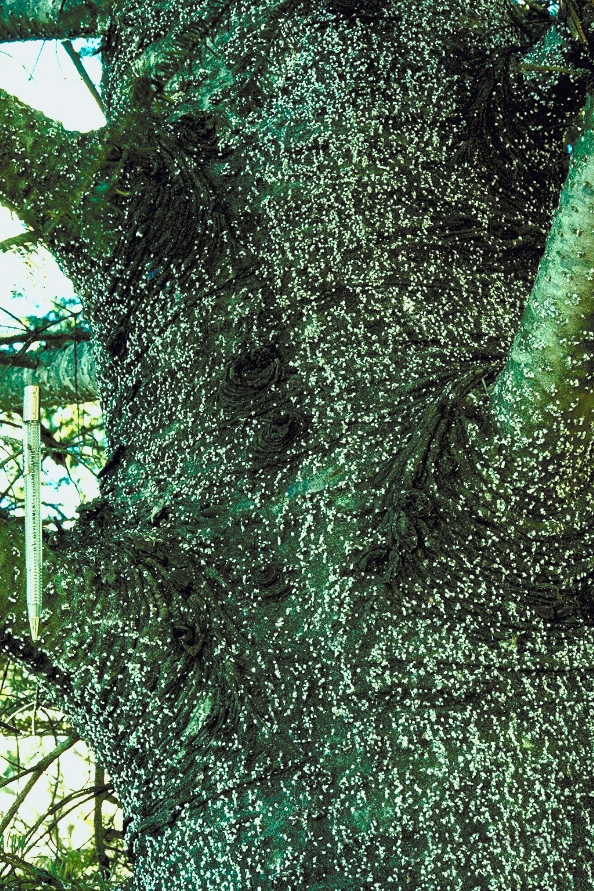 Balsam Woolly Adelgid: The Silent Threat to Your Landscape Firs