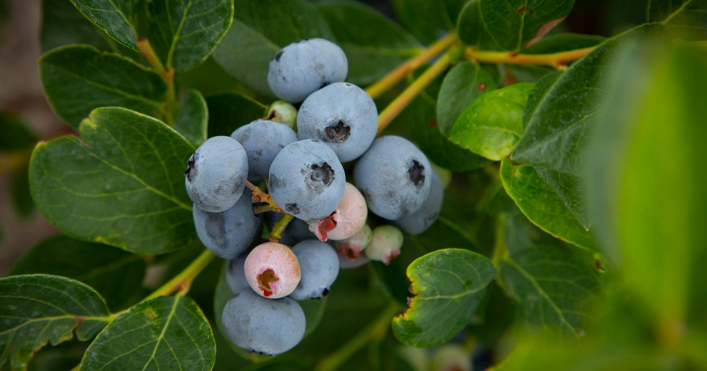 Blueberries: Why the Easiest Fruit Here Is the One People Get Wrong