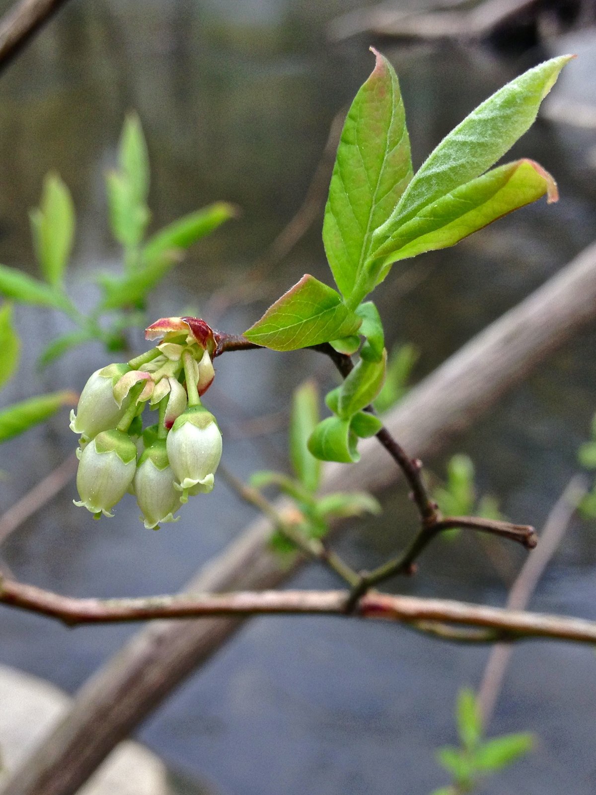 Highbush blueberry flowers in bloom