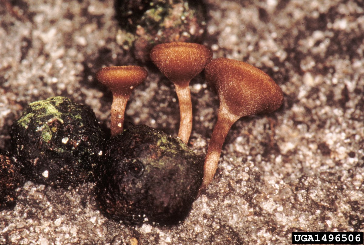 Mummy berry apothecia emerging from a pseudosclerotium on the ground