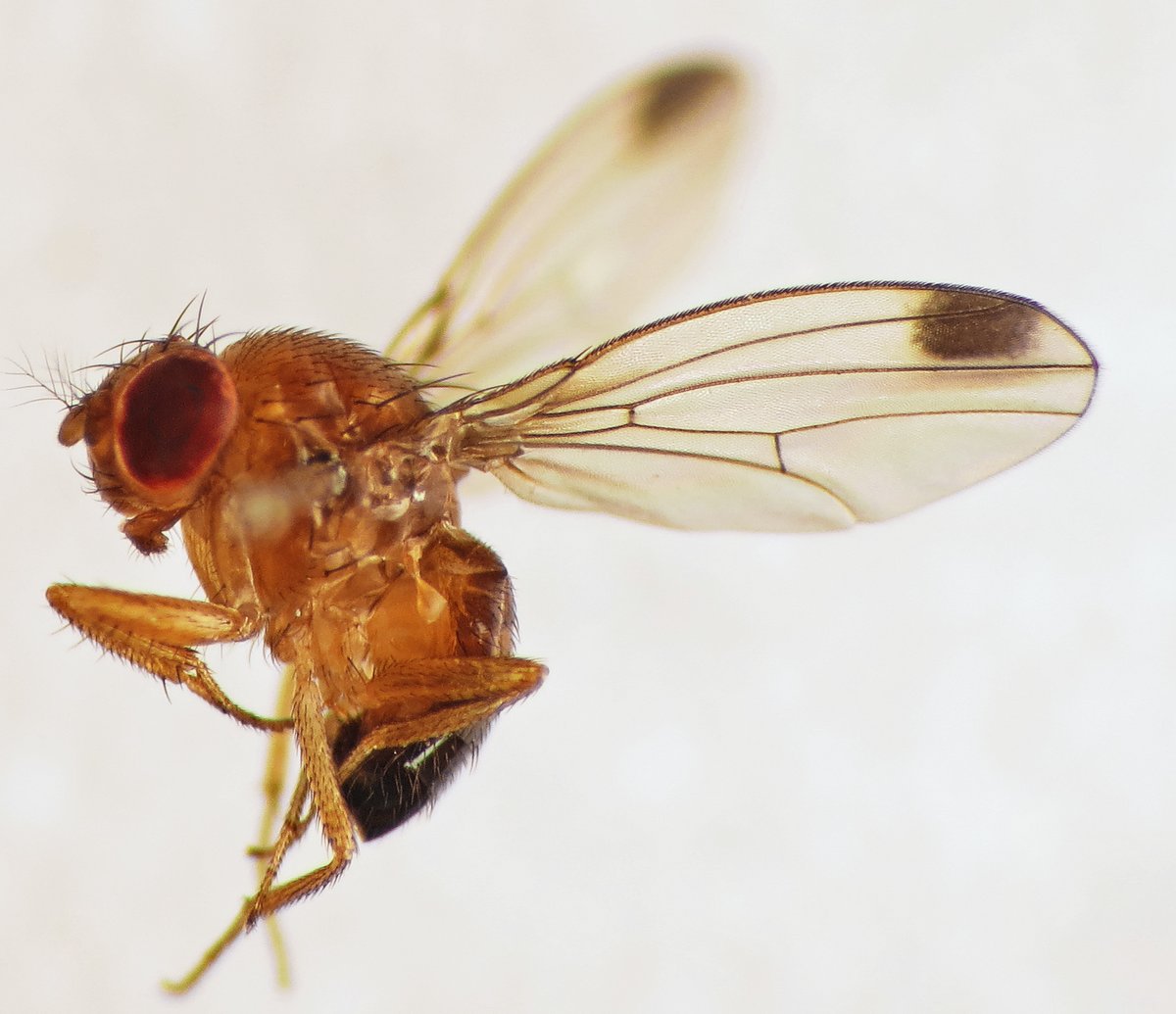 Male spotted wing drosophila showing the diagnostic dark wing spots