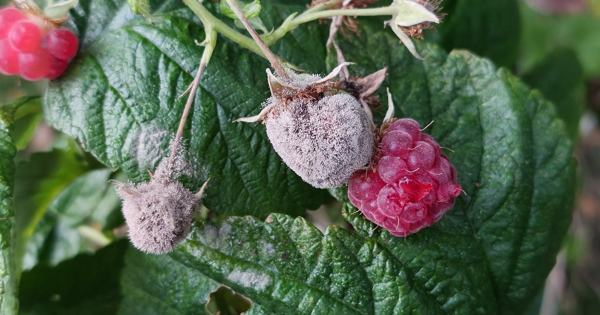 Gray Mold: The Disease Your Climate Was Designed For