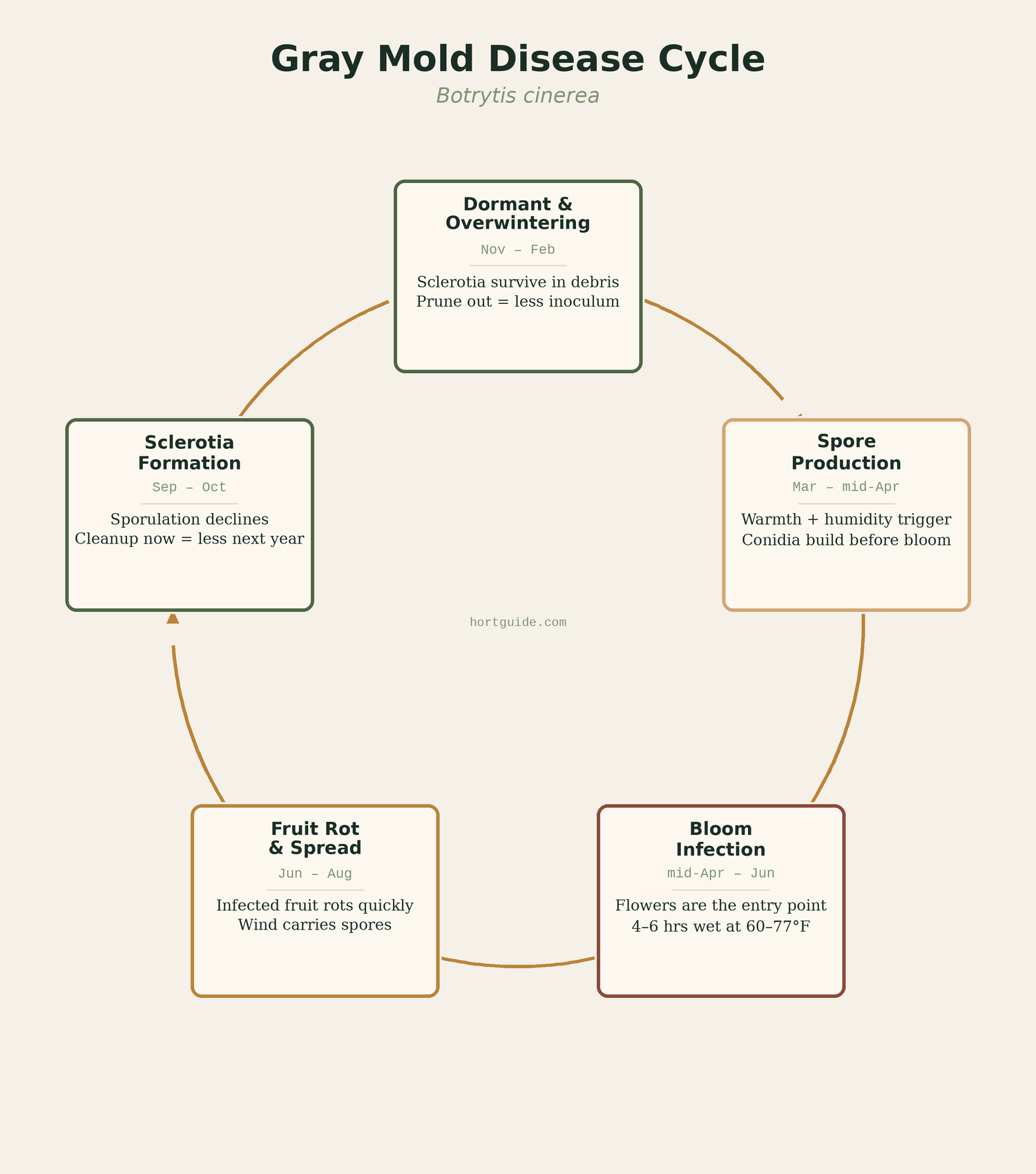 Botrytis cinerea disease cycle diagram showing five lifecycle stages
