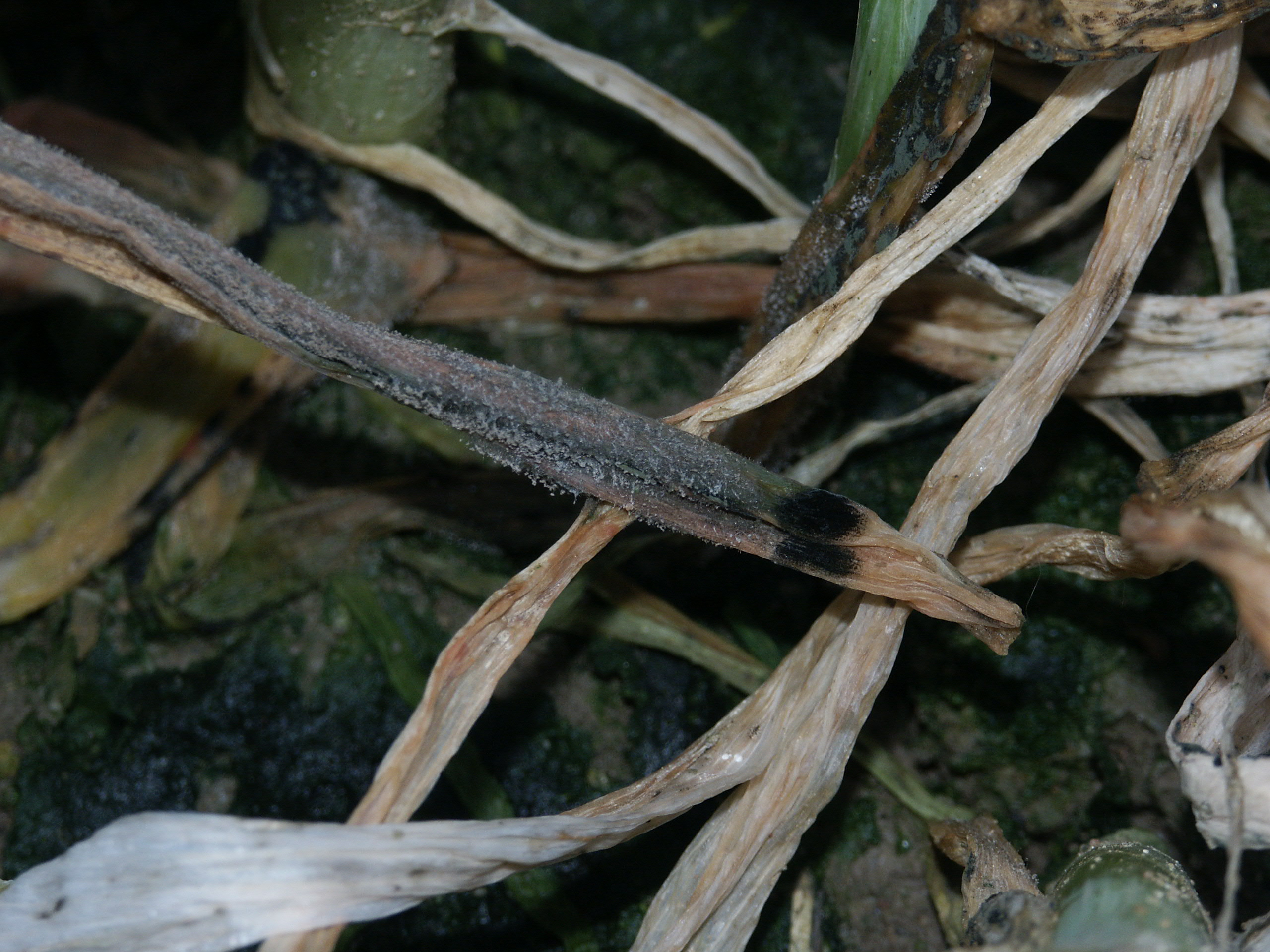 Gray mold sporulating on onion leaf