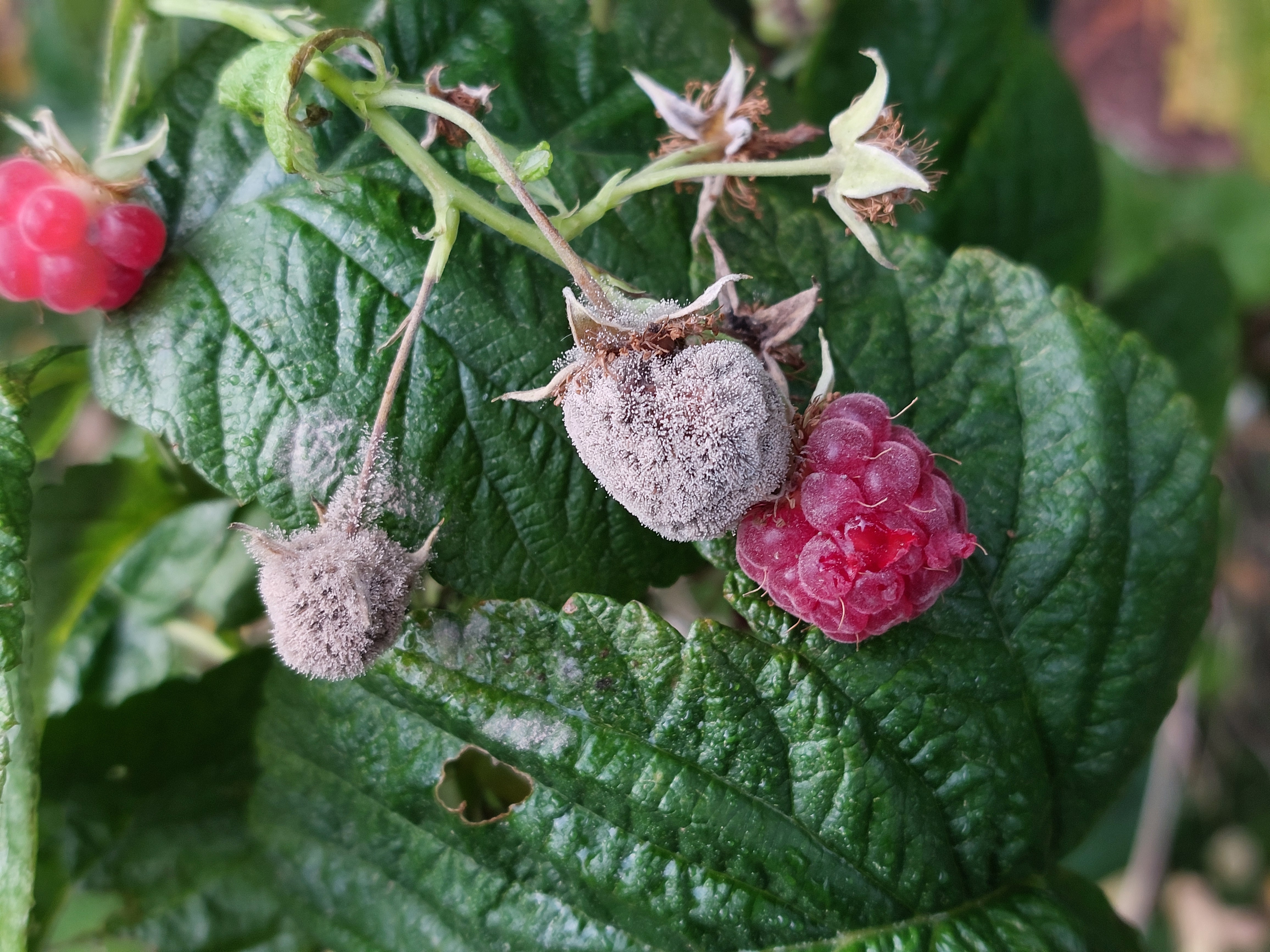 Gray mold on raspberry fruit showing gray fungal sporulation