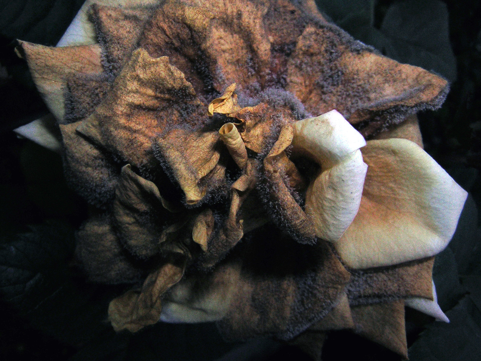 Gray rot on rose petals