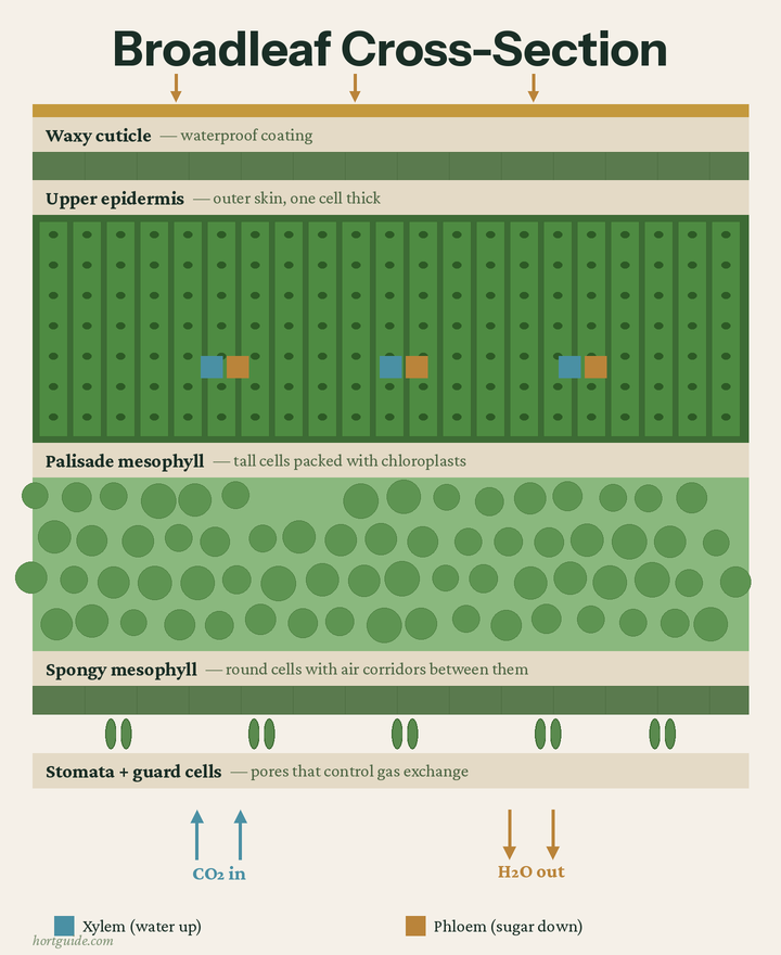 Broadleaf cross-section diagram showing cuticle, epidermis, palisade mesophyll, spongy mesophyll, stomata, and vascular bundles