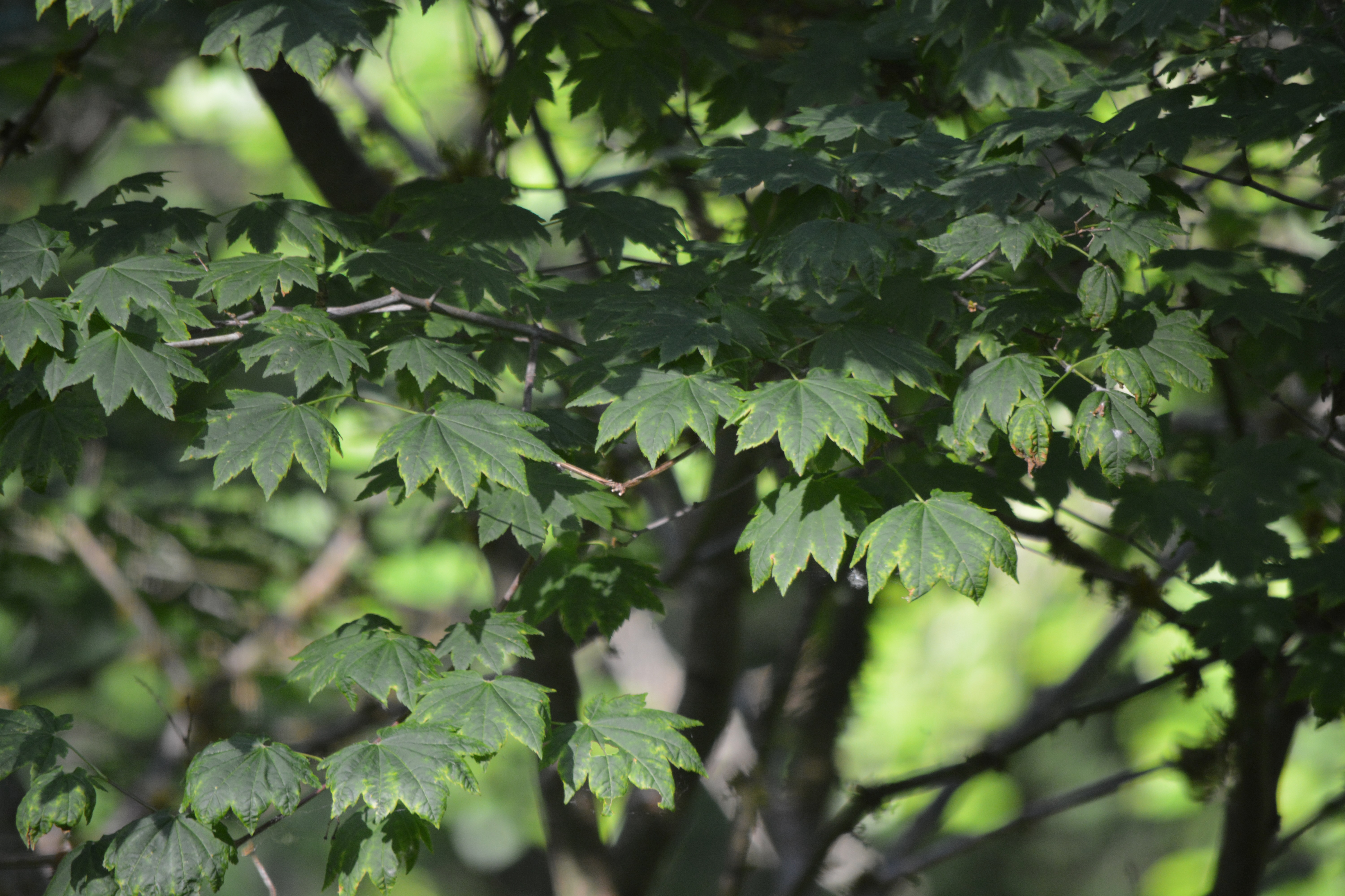 How a Leaf Works: Stomata, Transpiration, and Why Leaves Fall