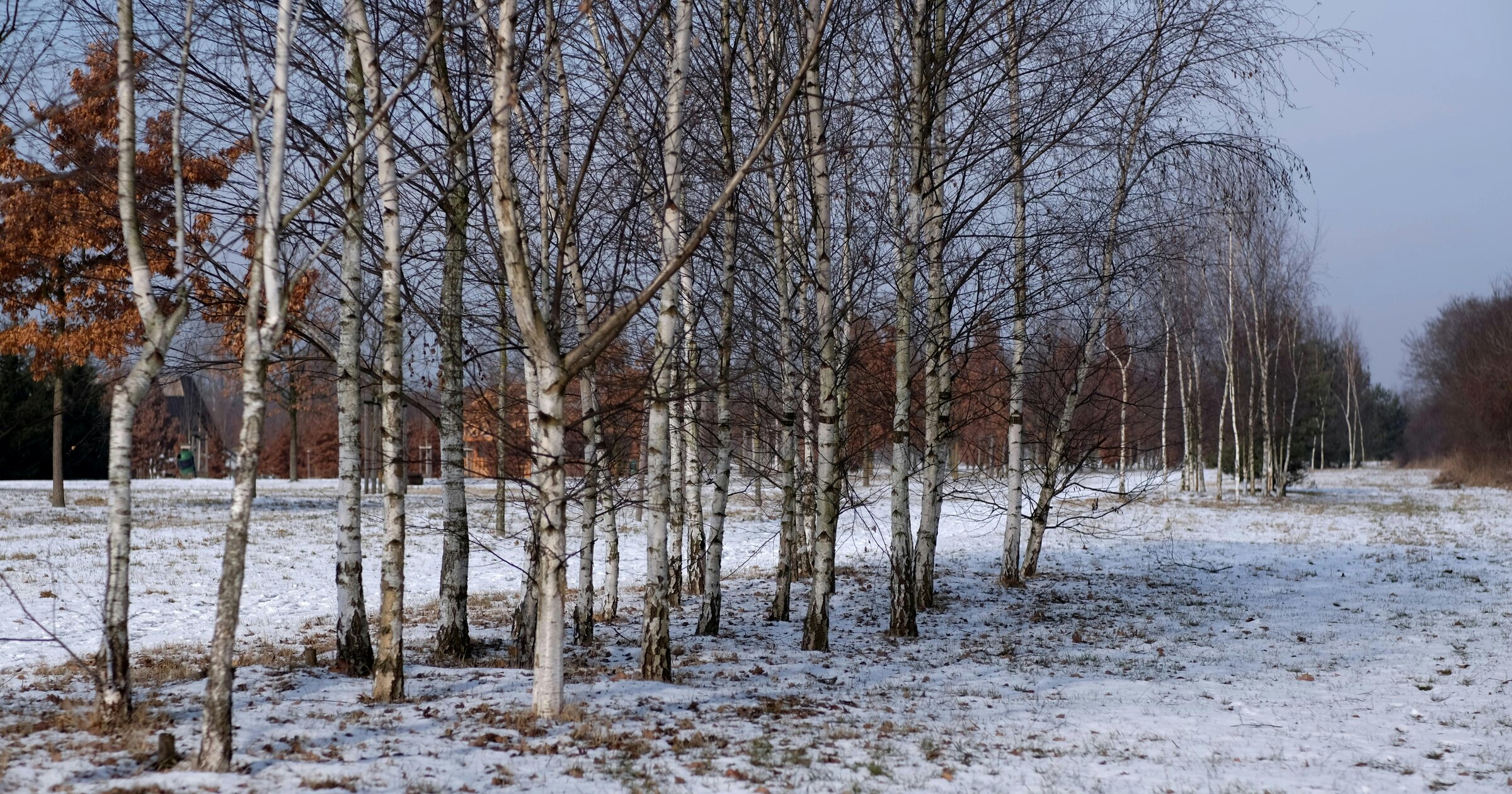 Bronze Birch Borer: Why Your Birch Is Dying from the Top Down