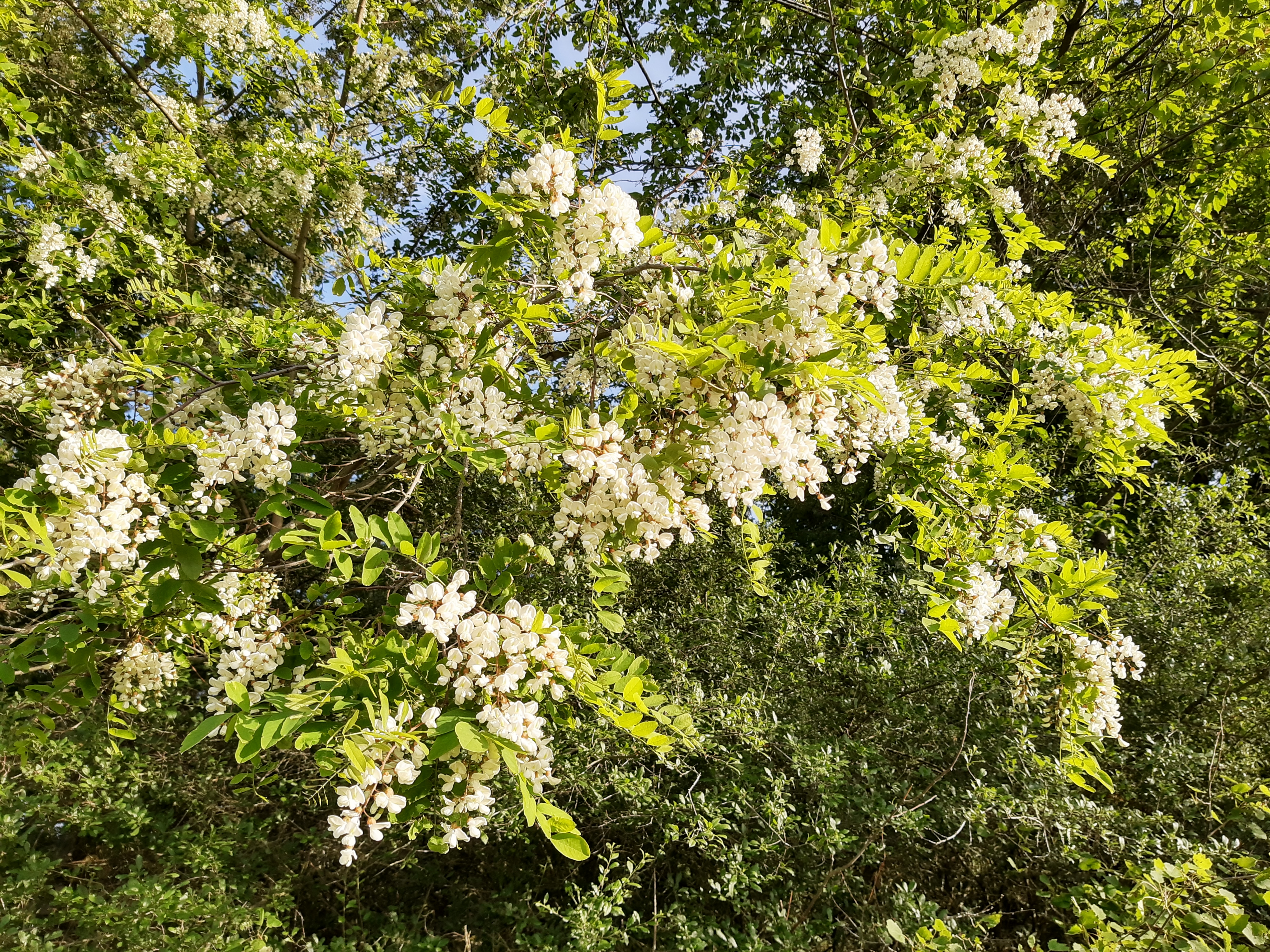 Black locust (Robinia pseudoacacia) in full bloom, an indicator plant for bronze birch borer adult emergence