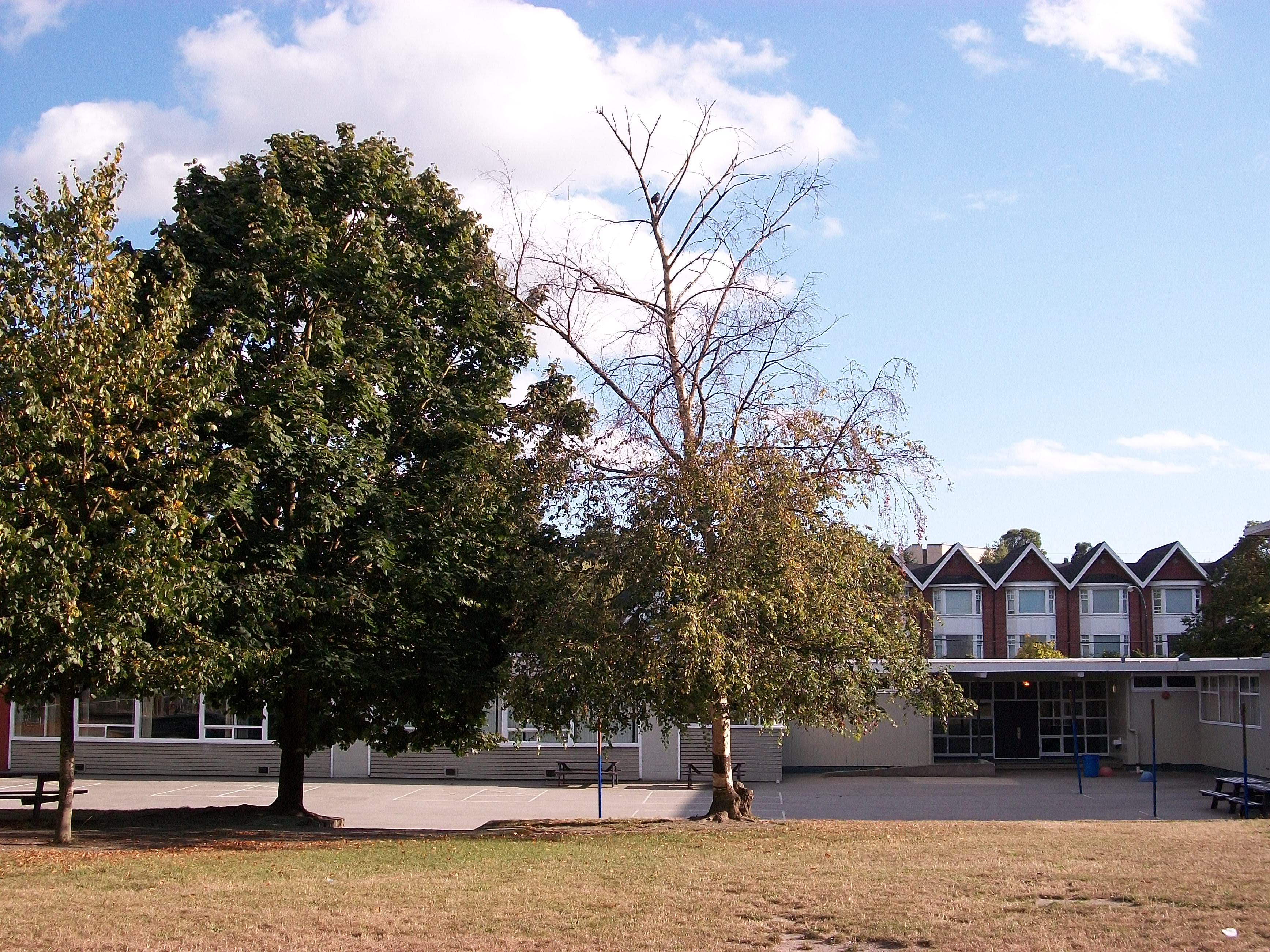 Birch tree with dead upper crown and green lower branches, showing characteristic top-down dieback from bronze birch borer