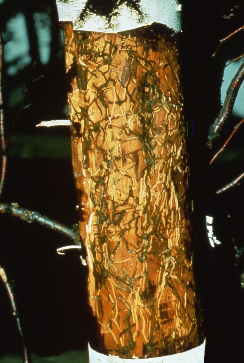 Bronze birch borer adult on birch bark with D-shaped exit holes visible