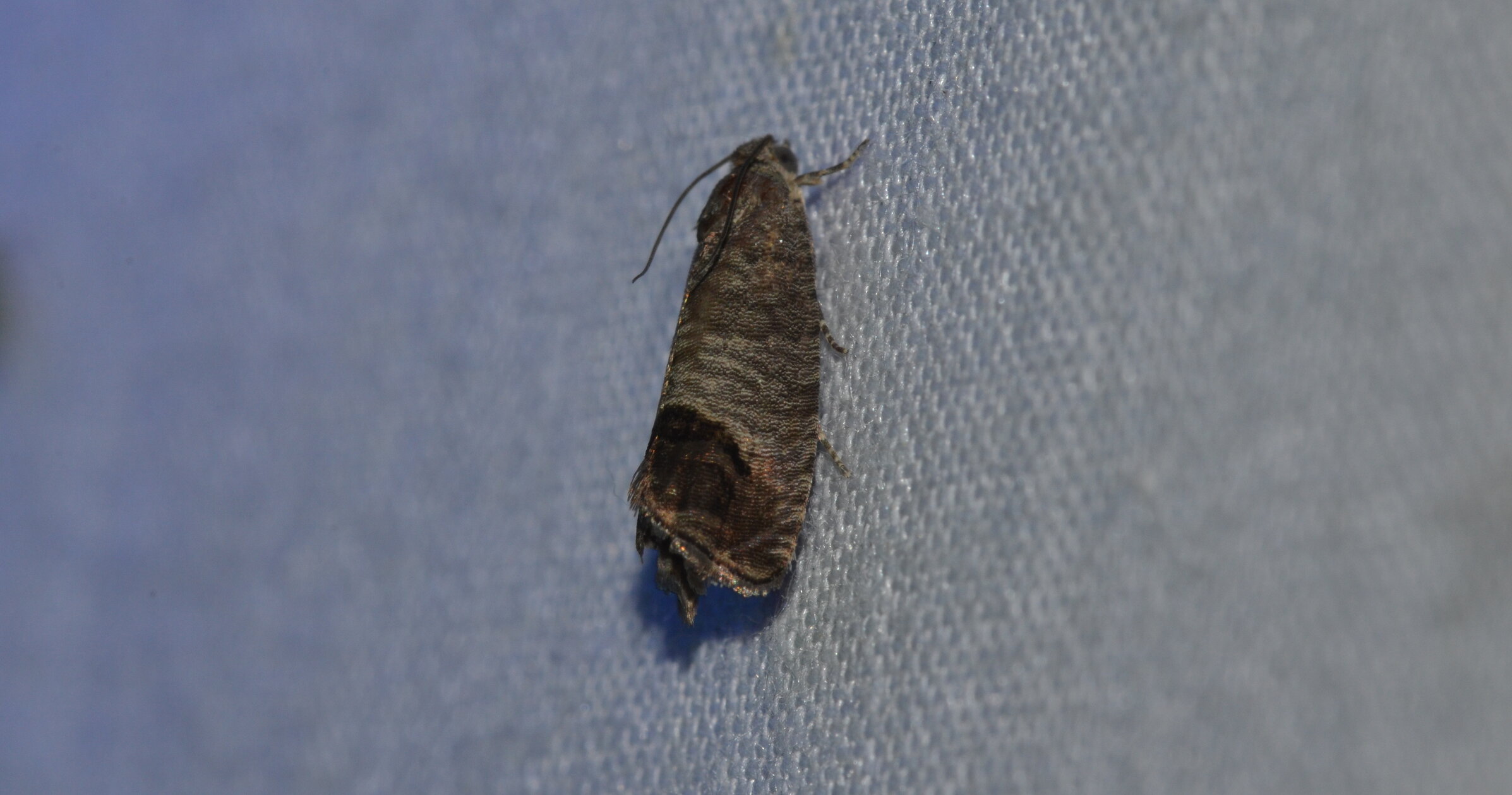 Codling Moth: Protecting Your Harvest From the Inside Out