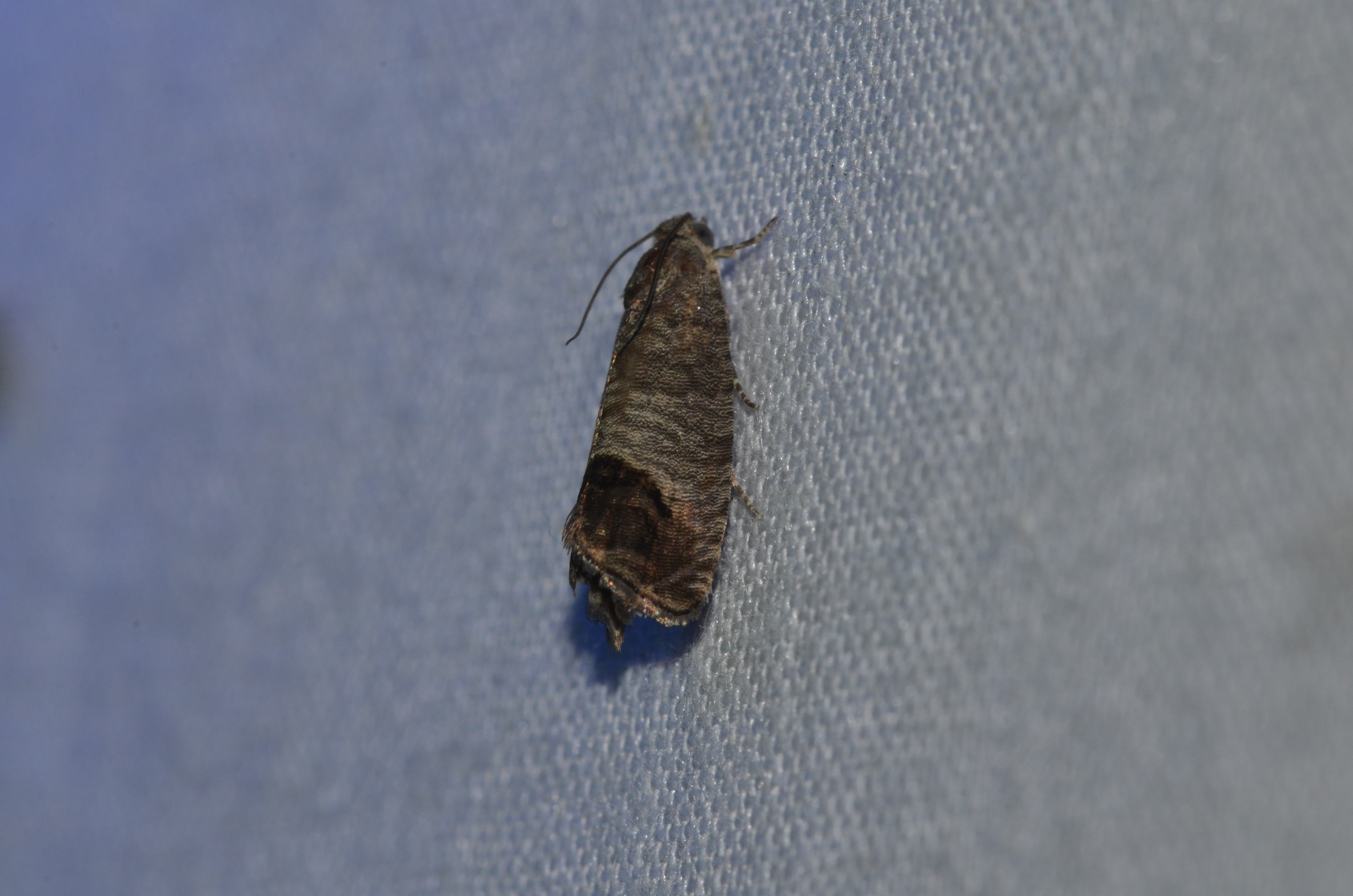 Adult codling moth (Cydia pomonella) showing gray-brown mottled forewings