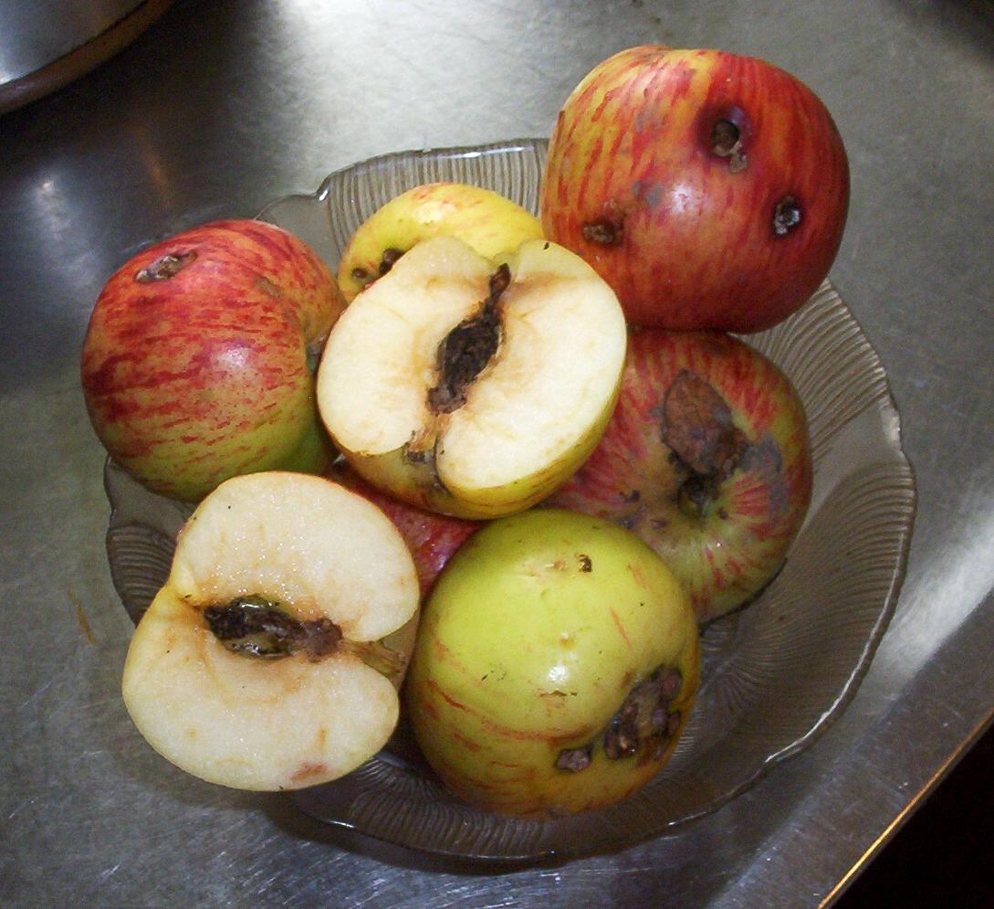 Gravenstein apples cut open showing codling moth larval damage with frass-lined tunnels to the core and consumed seeds