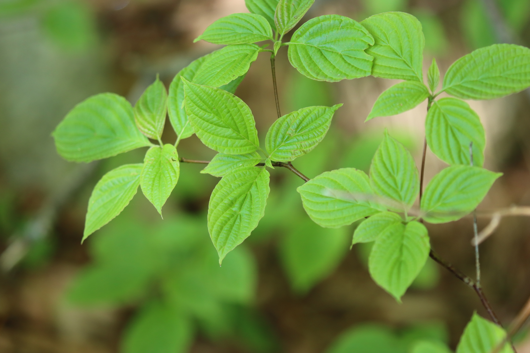 Pagoda Dogwood (Cornus alternifolia)