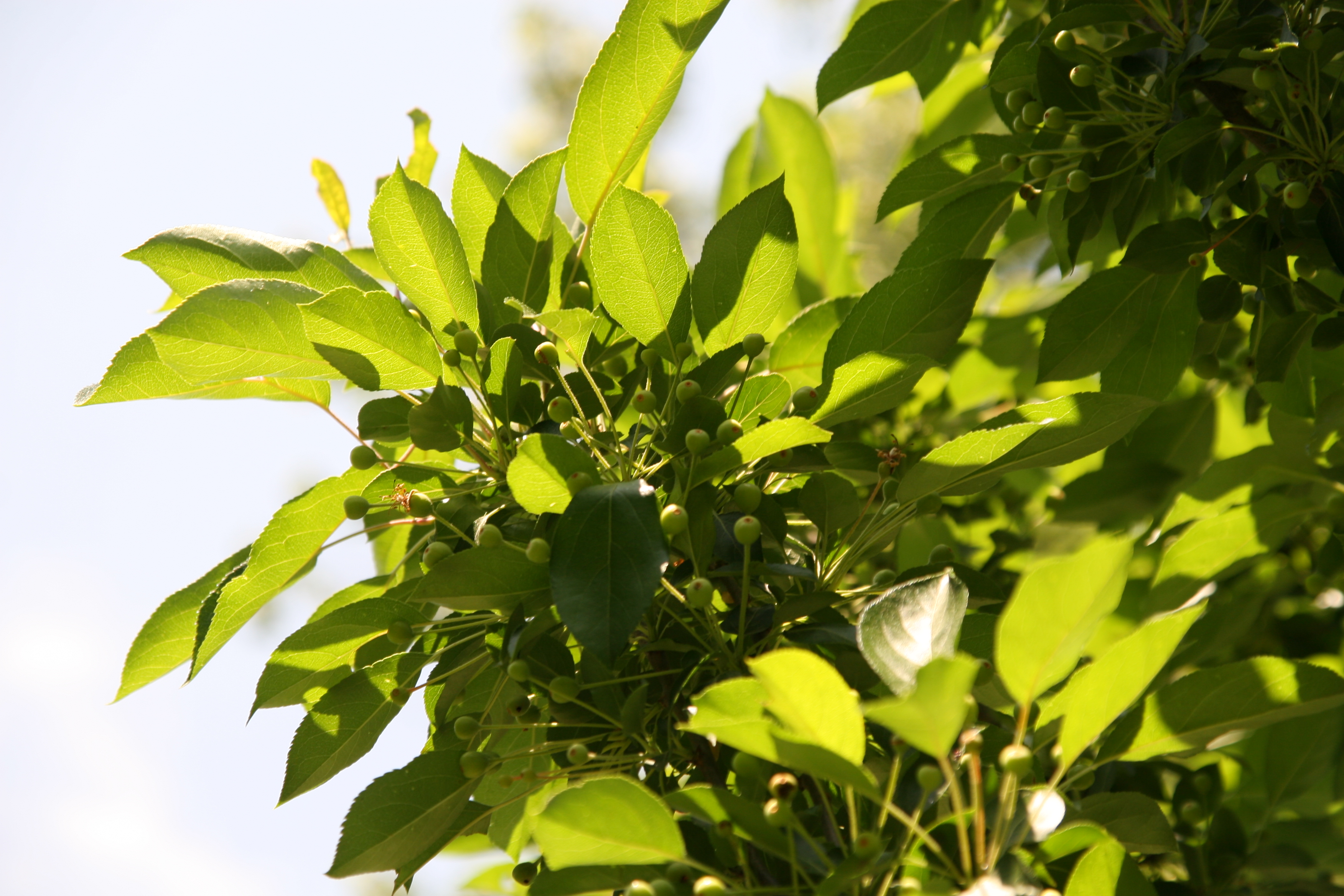 Malus Adirondack crabapple showing narrow vase-shaped habit at Brookside Gardens, Maryland