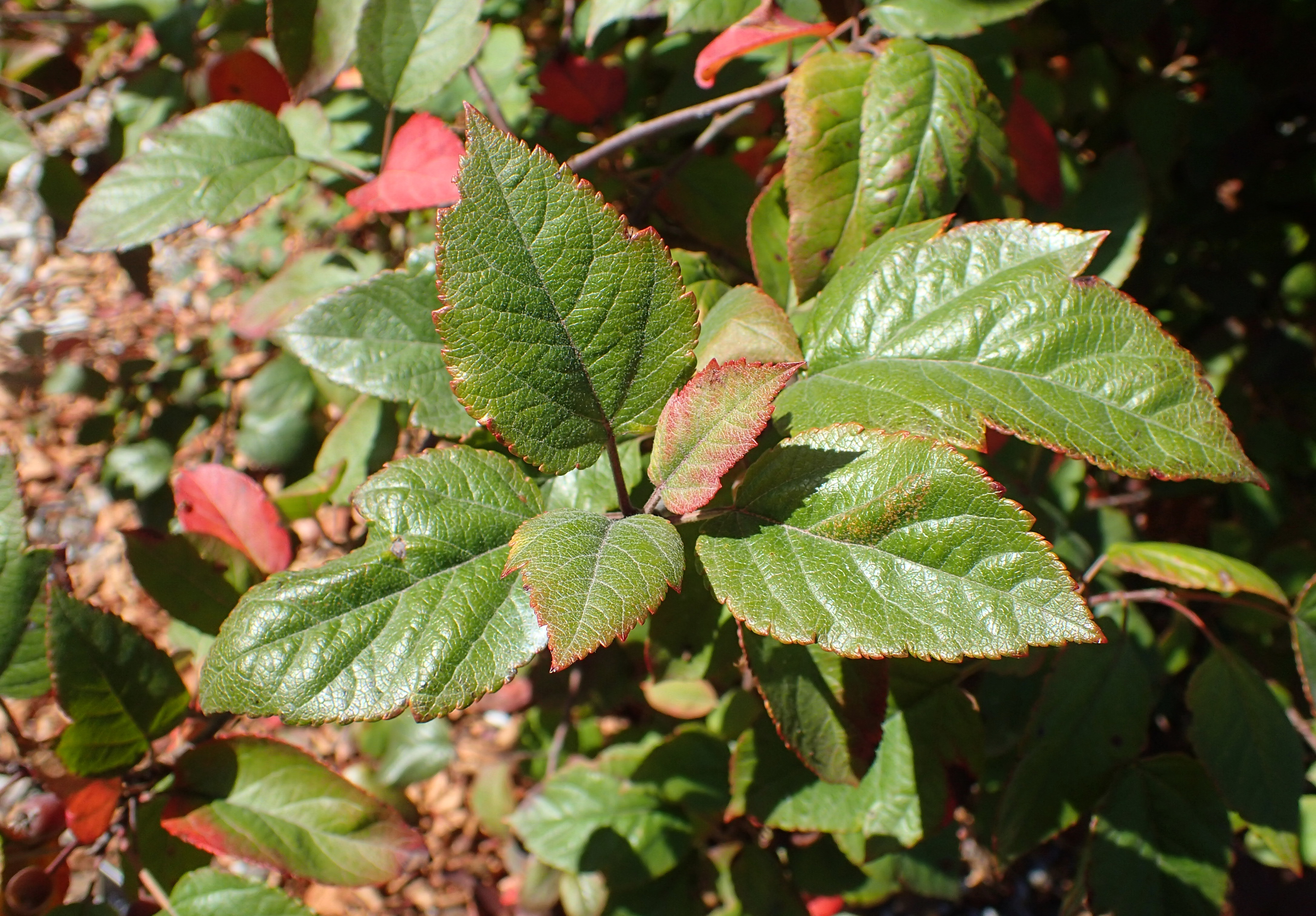 Pacific crabapple (Malus fusca) specimen at Humboldt Botanical Garden, Eureka, California