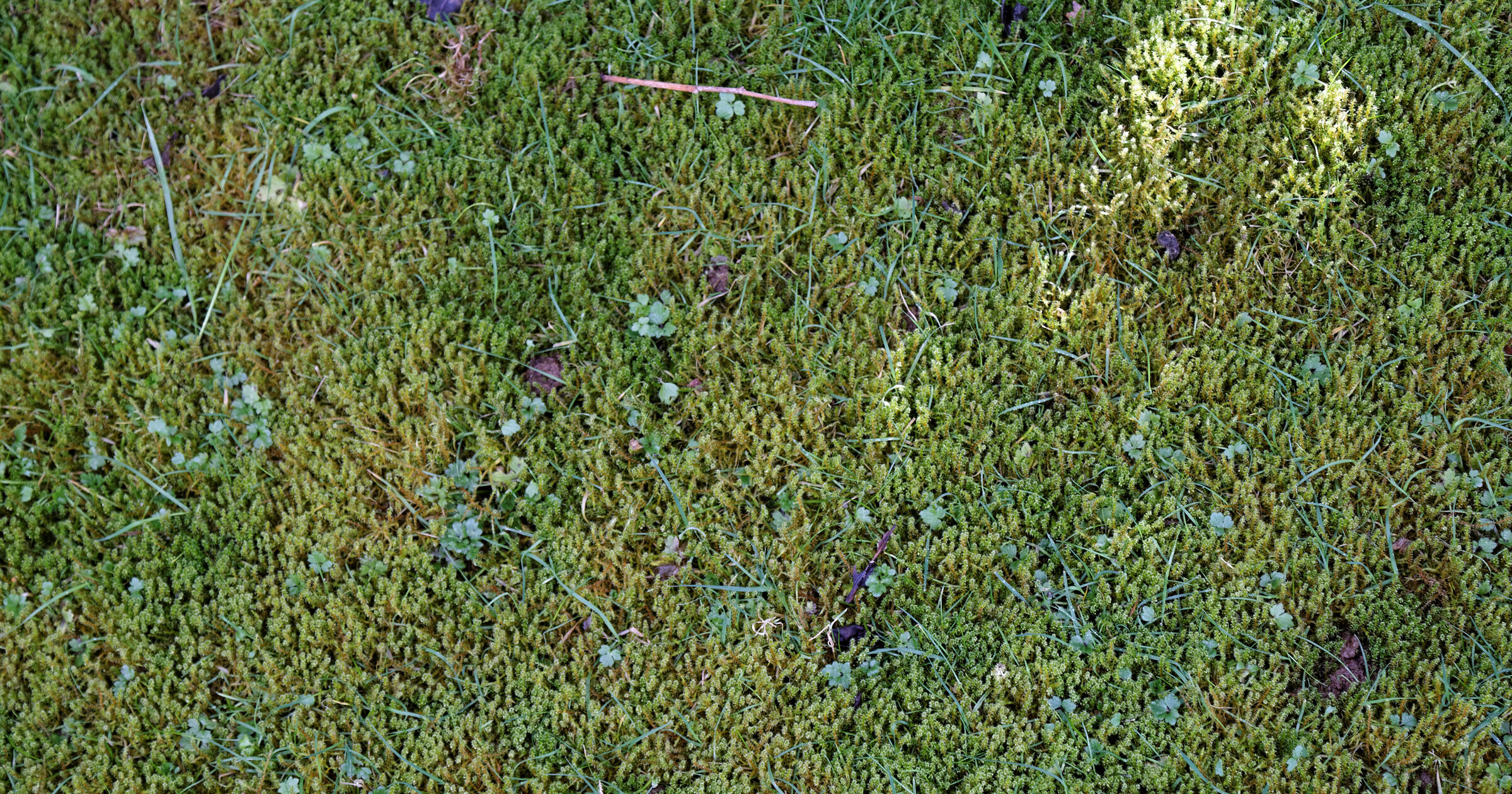 Early Spring Lawn Care: What Your Puget Sound Lawn Actually Needs Right Now