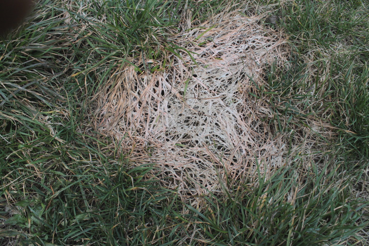 Circular tan patch of Microdochium nivale (Fusarium patch) on green lawn turf